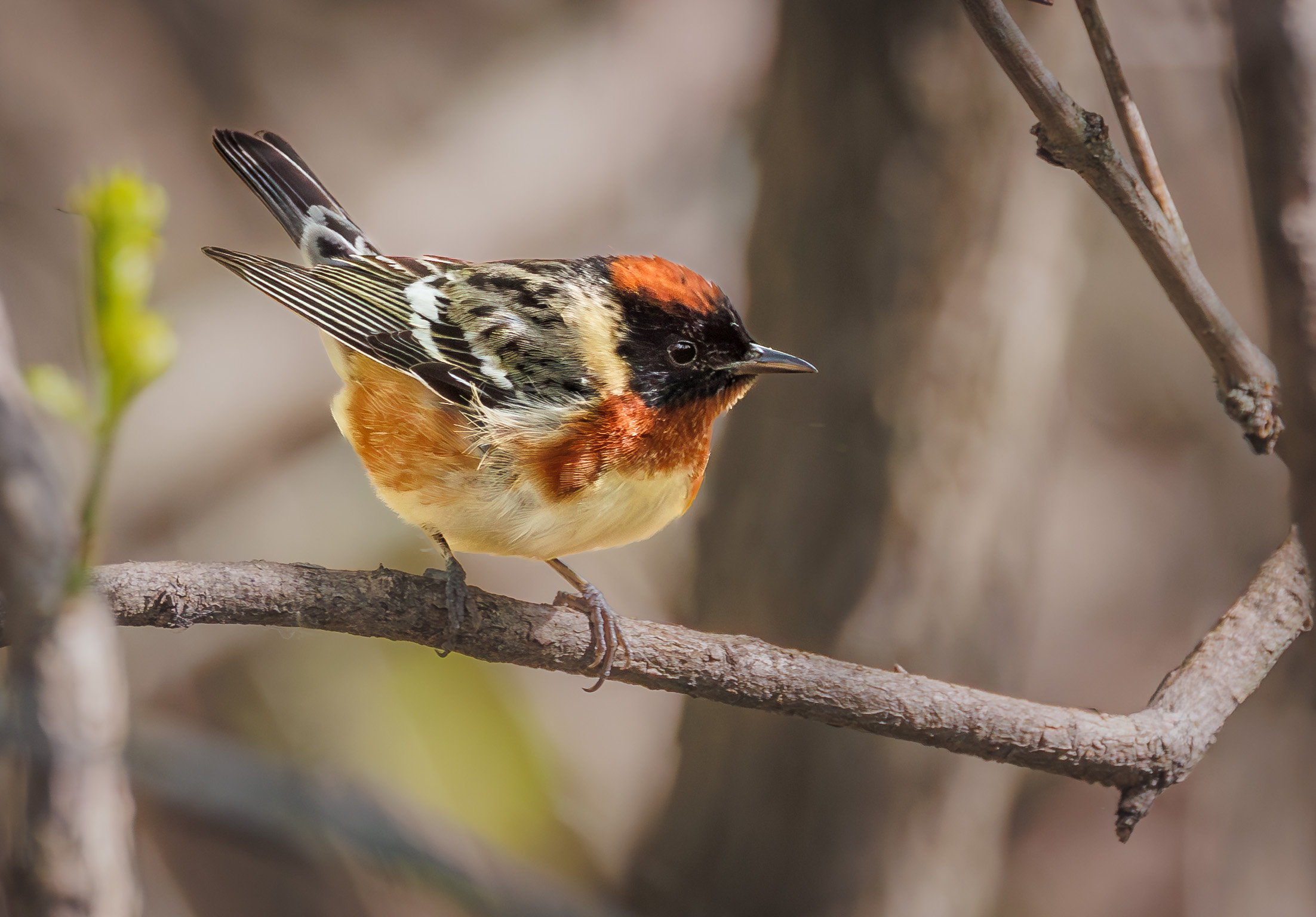 Bay-breasted Warbler
