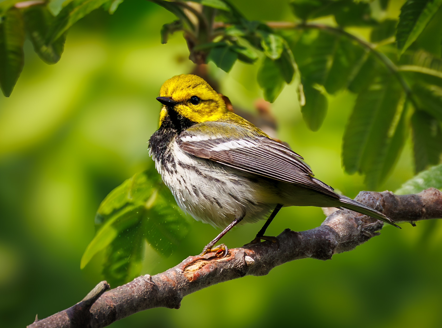 Black-throated Green Warbler