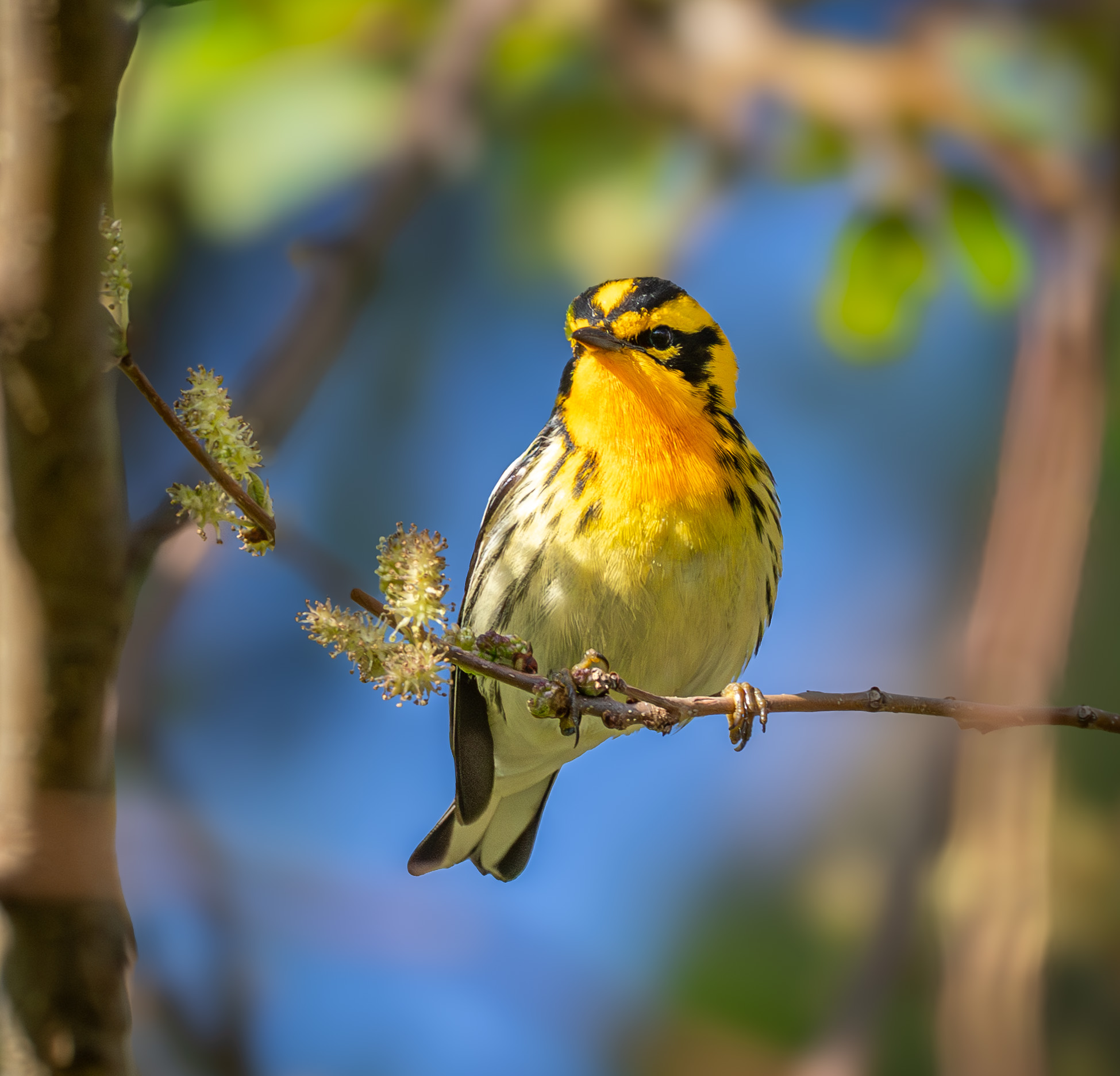Blackburnian Warbler