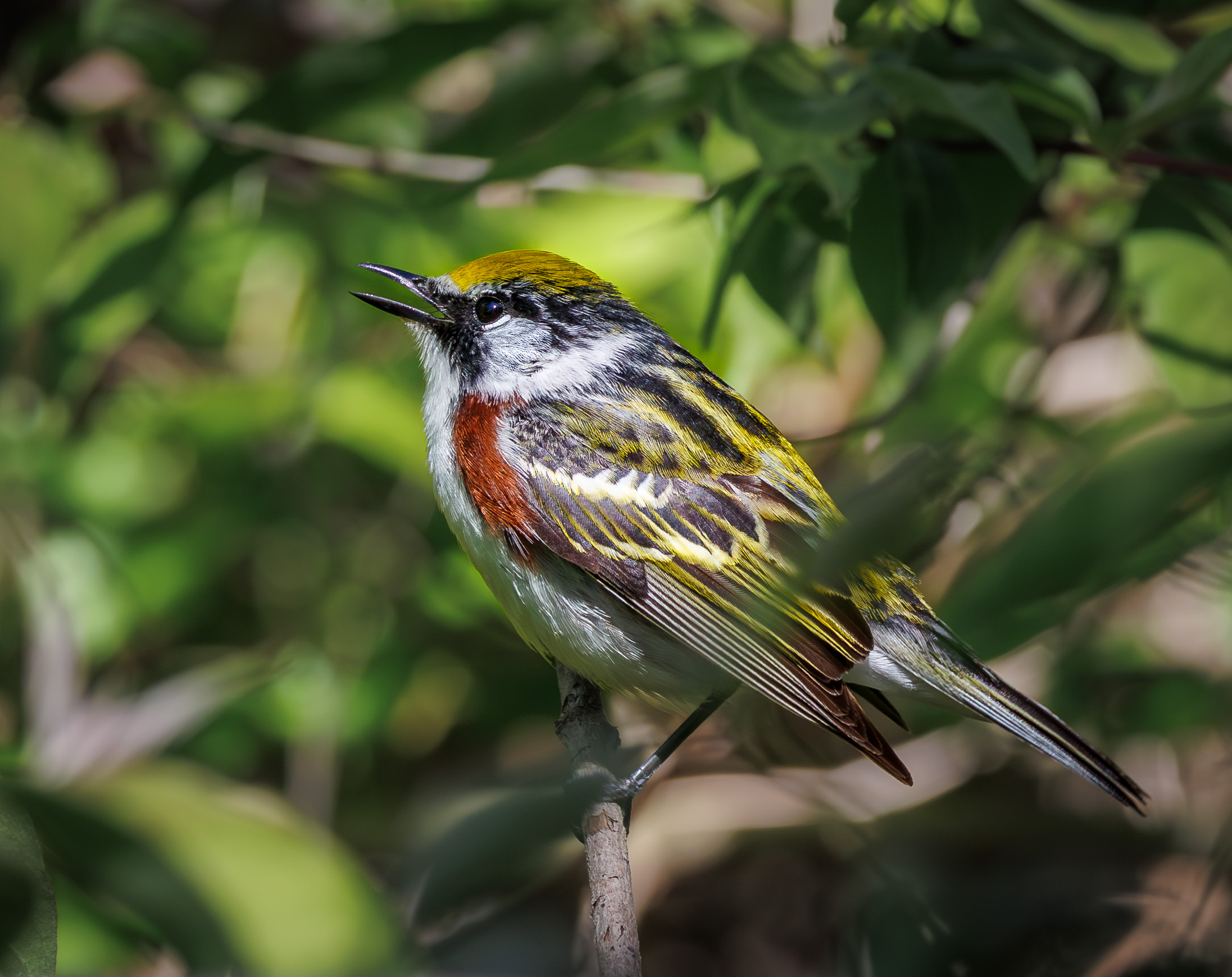 Chestnut-sided Warbler