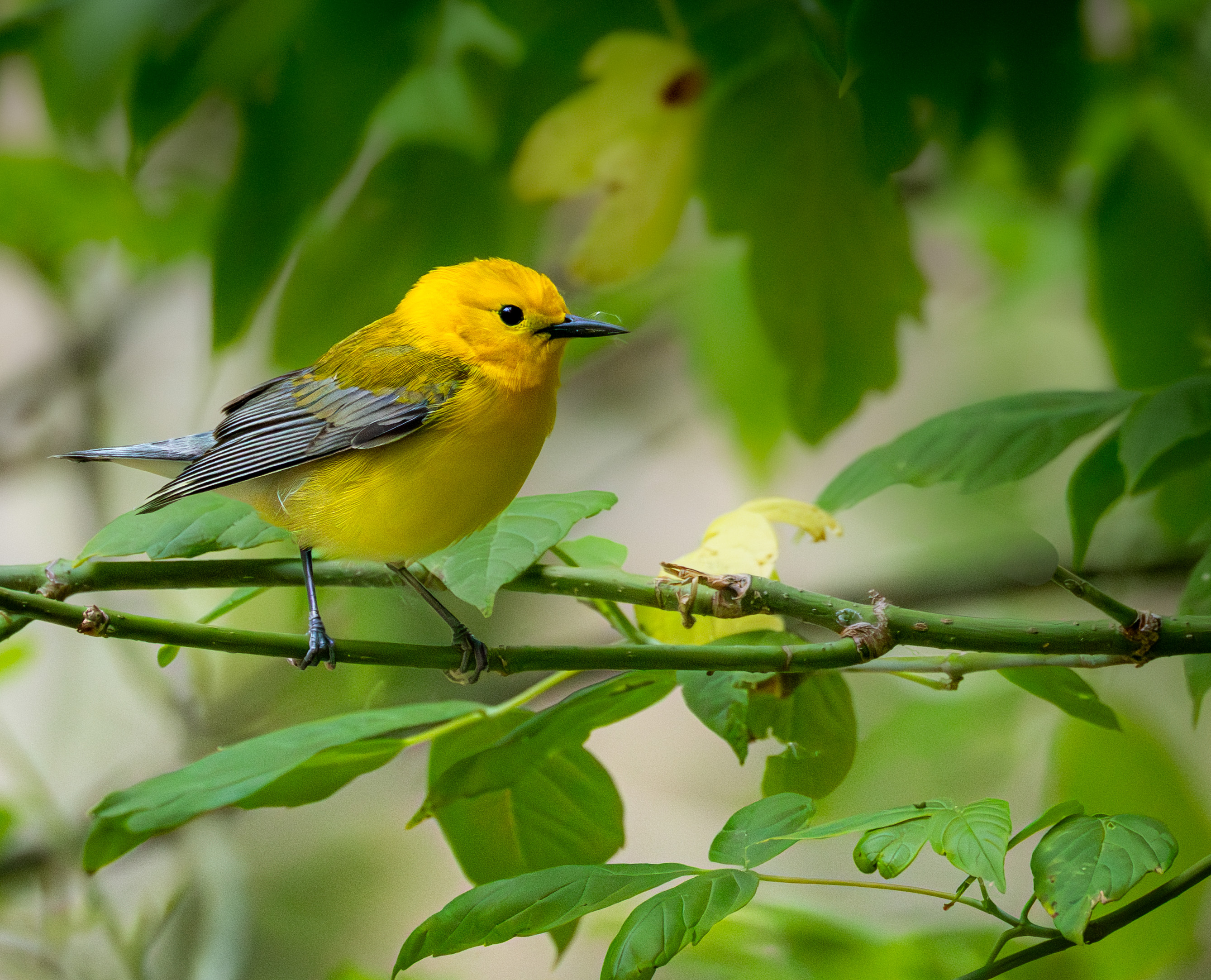 Prothonotary Warbler
