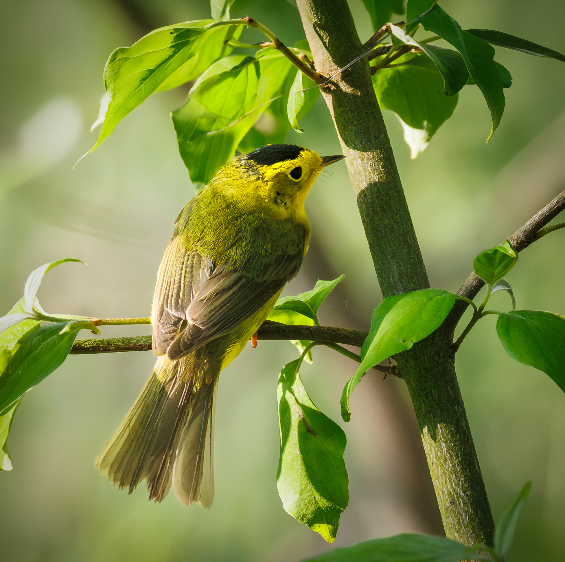 Wilson's Warbler