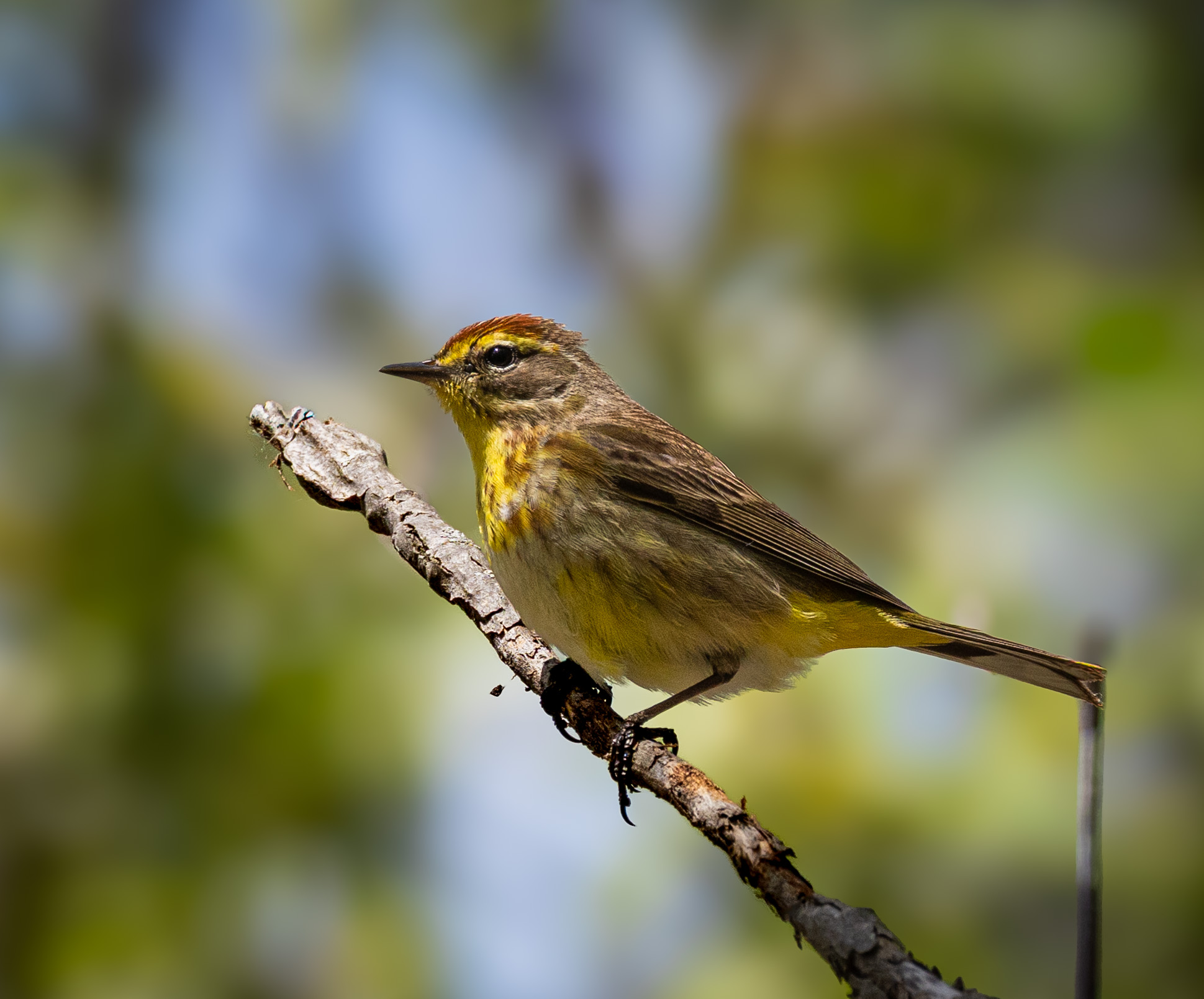 Palm Warbler