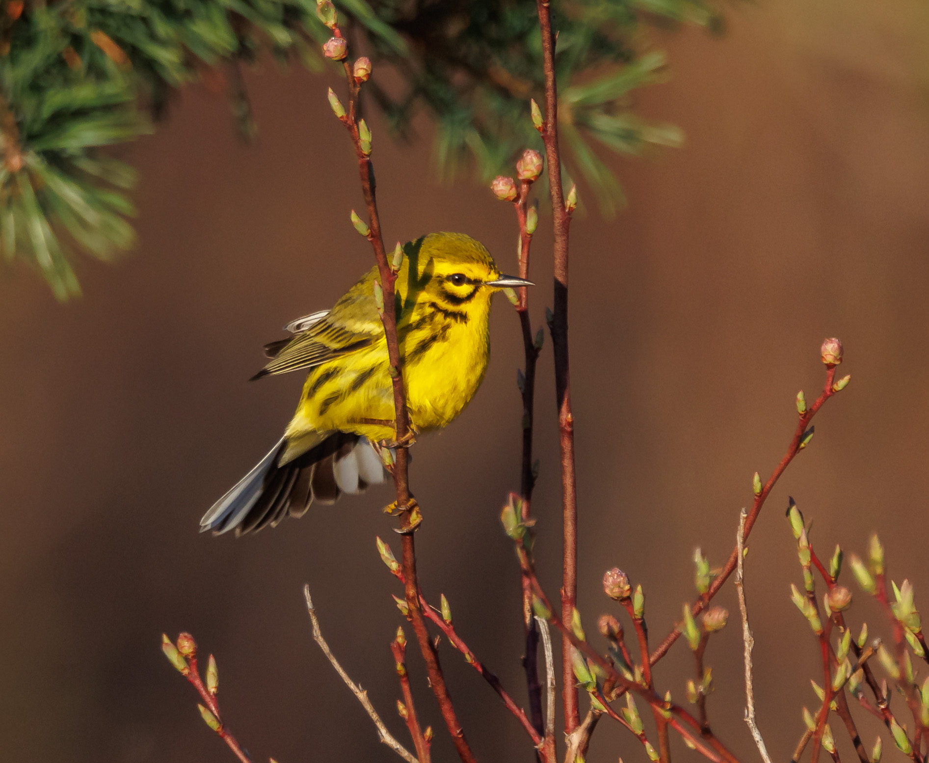 Prairie Warbler
