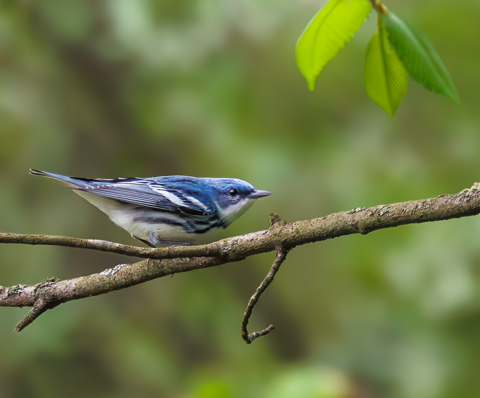 Cerulean Warbler