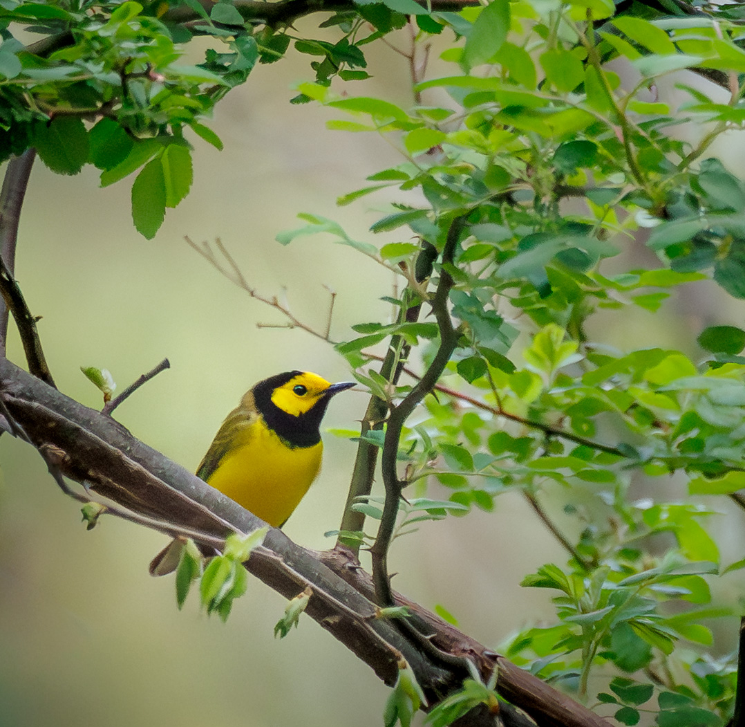Hooded Warbler