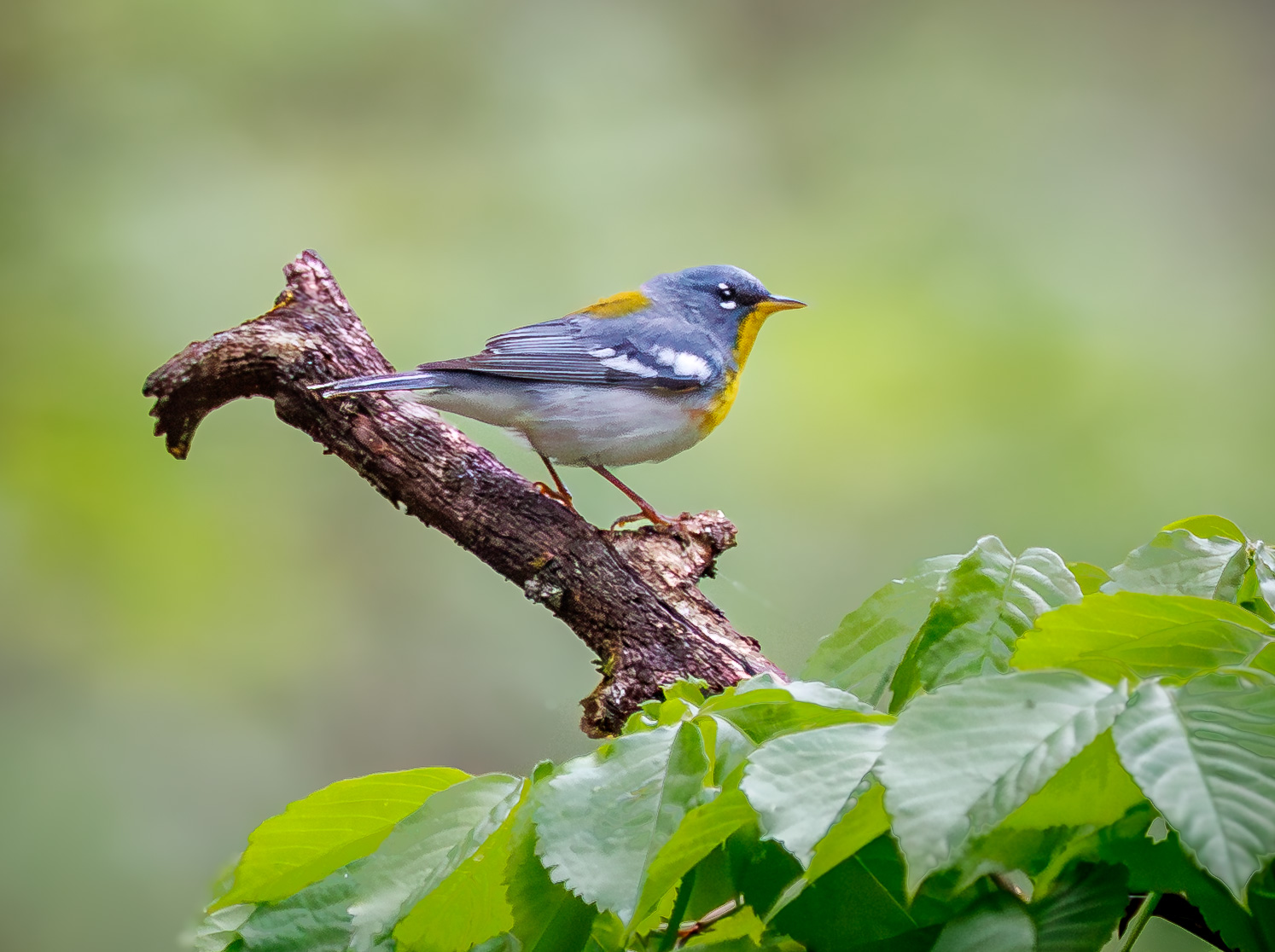 Northern Parula