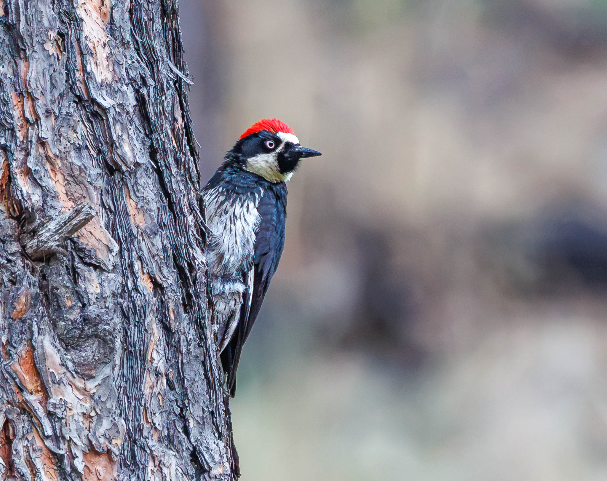 Acorn Woodpecker
