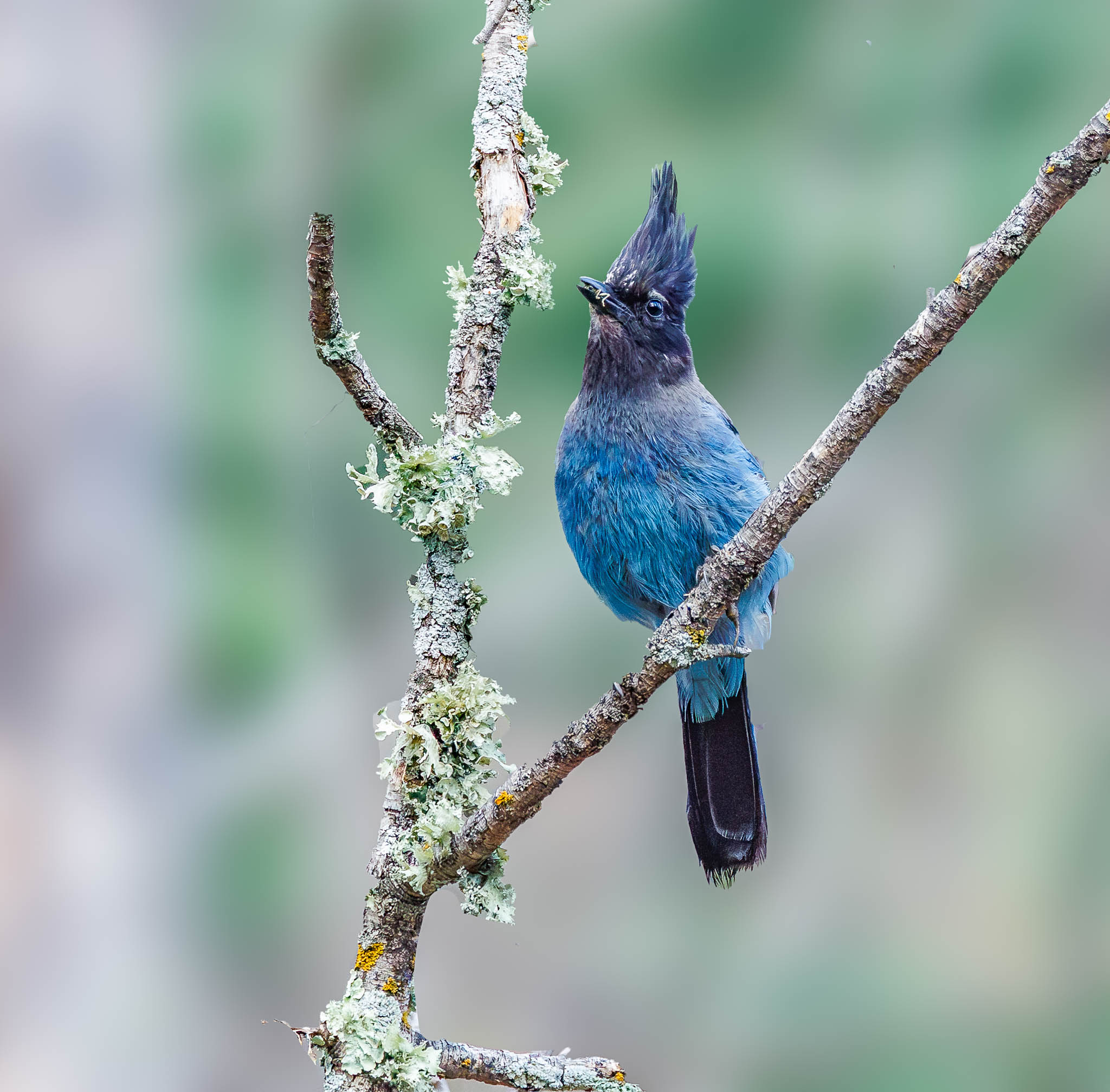 Steller's Jay