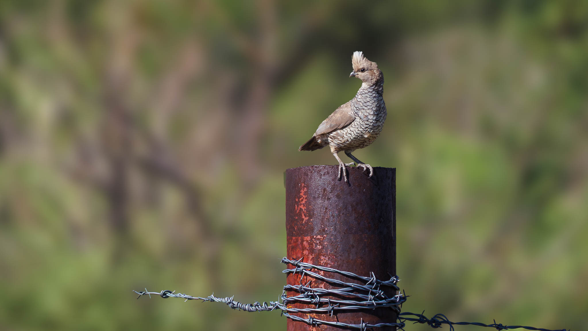 Scaled Quail