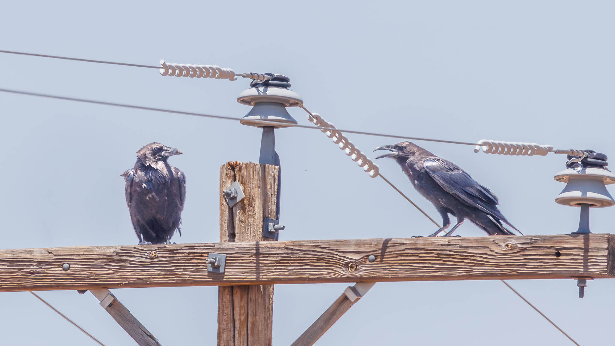 Chihuahuan Raven