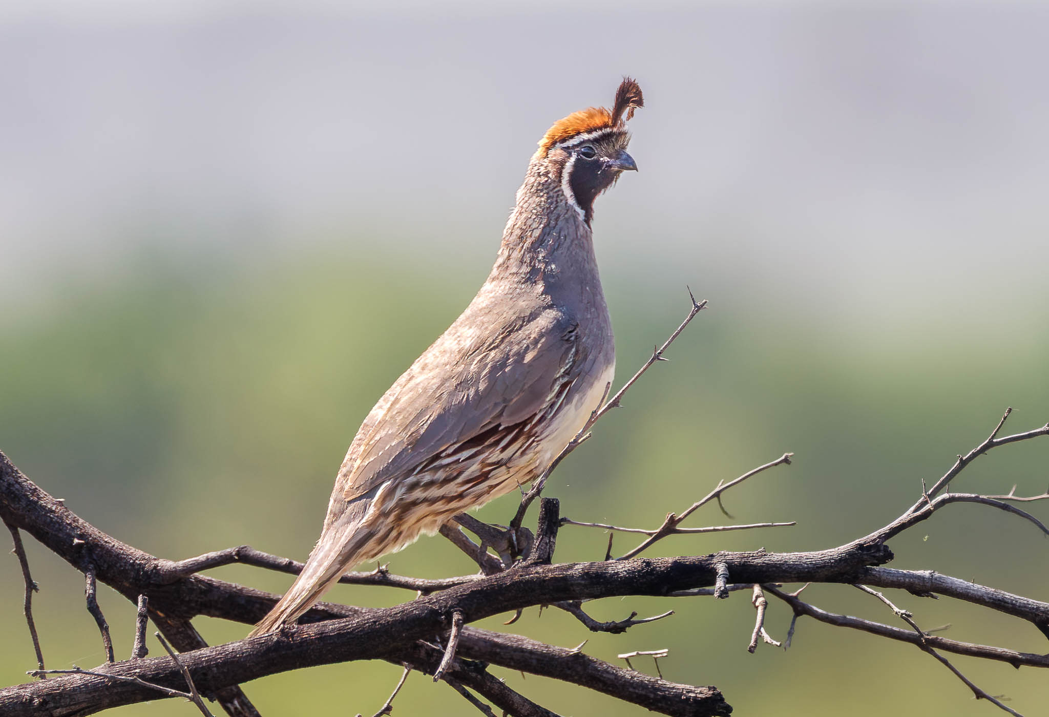 Gambel's Quail