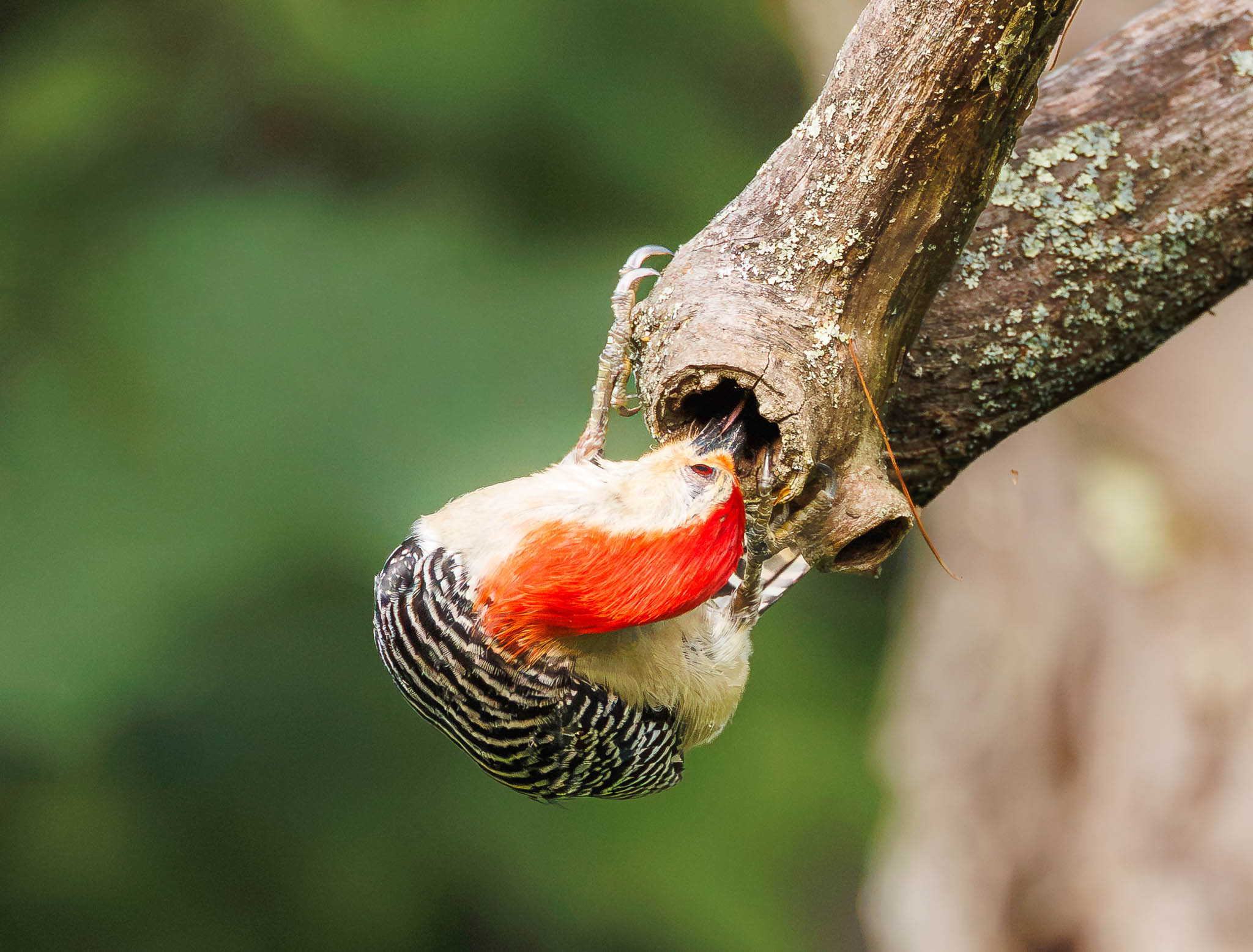 Red-Bellied Woodpecker