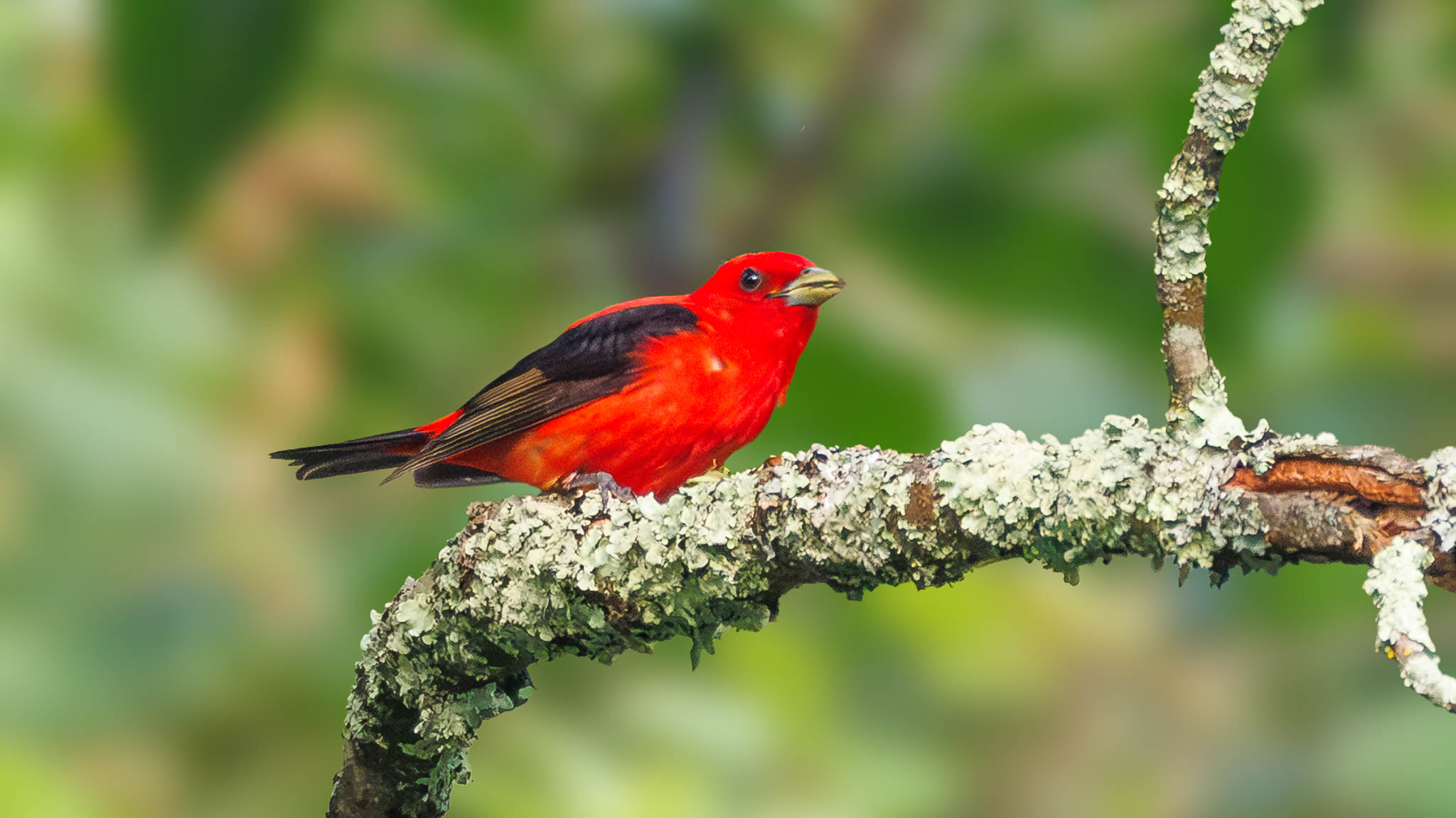 Scarlet Tanager
