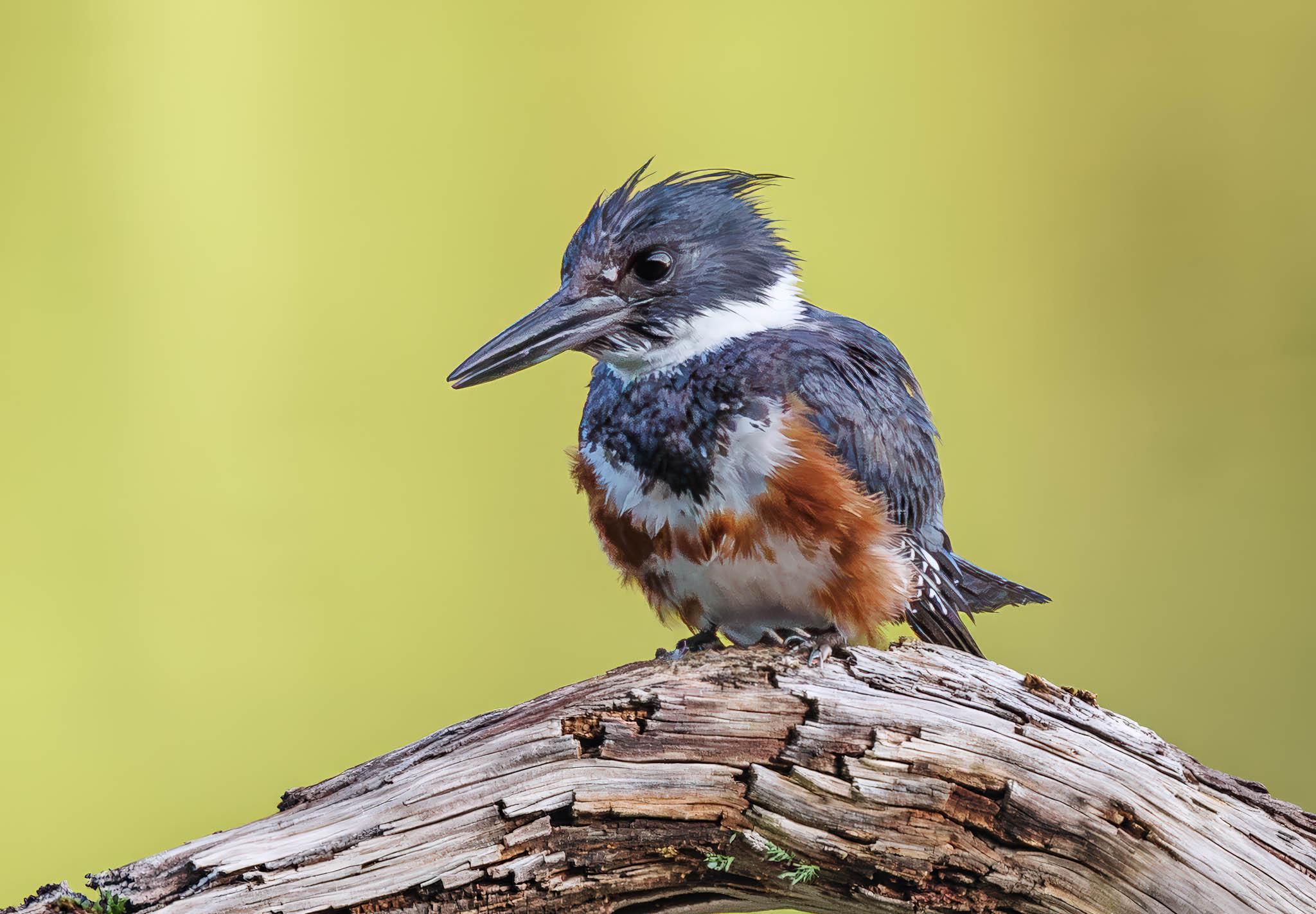 Belted Kingfisher