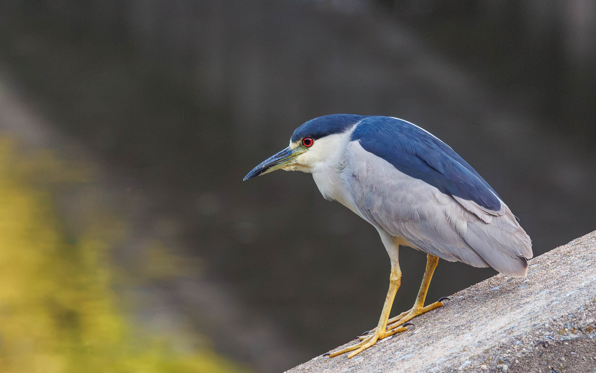 Black-Crowned Night Heron