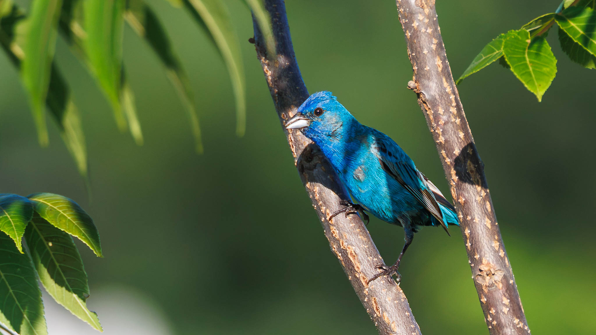 Indigo Bunting