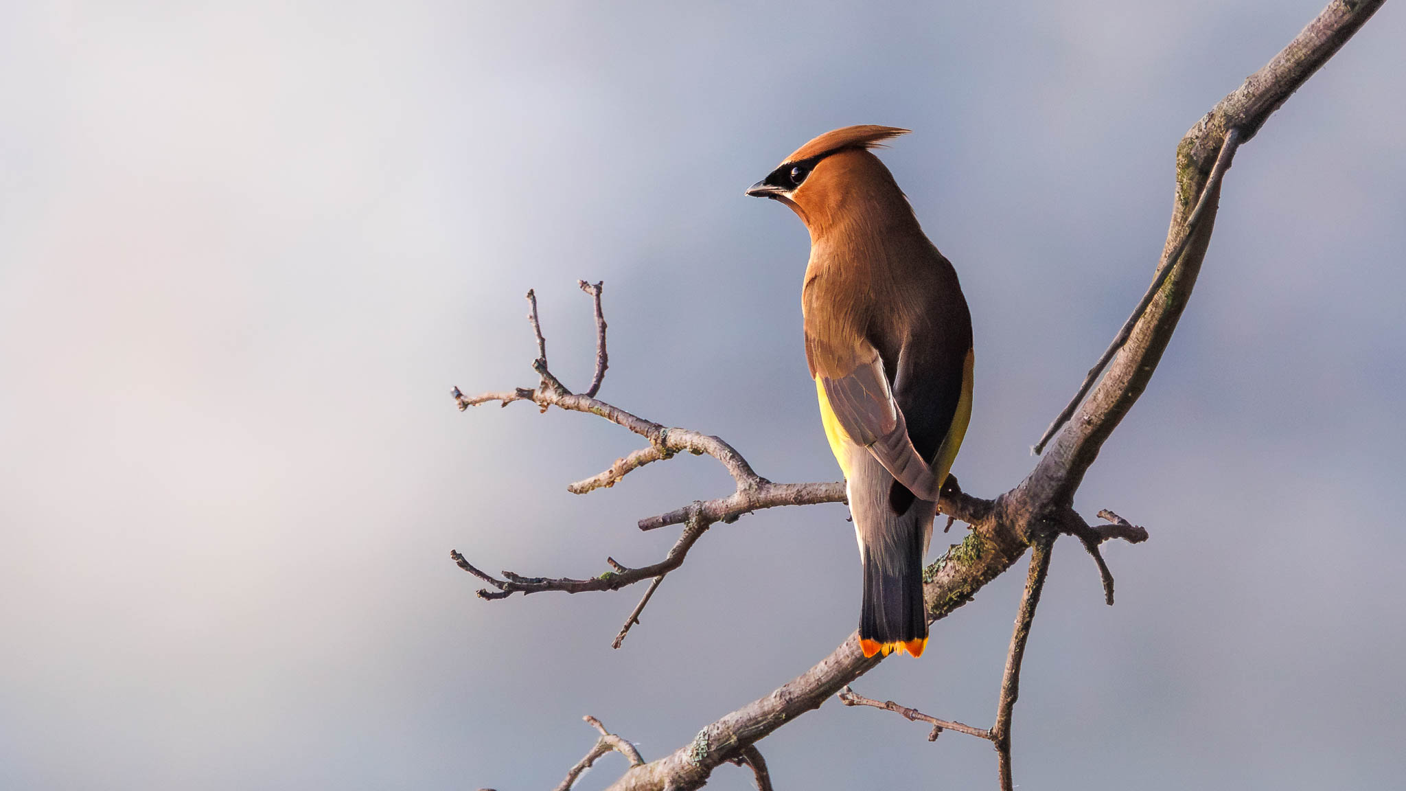 Cedar Waxwing