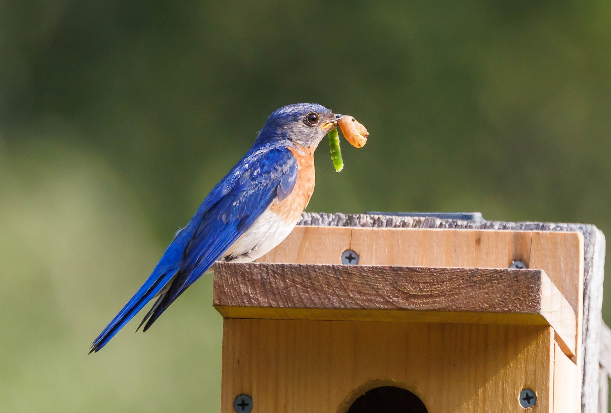 Eastern Bluebird
