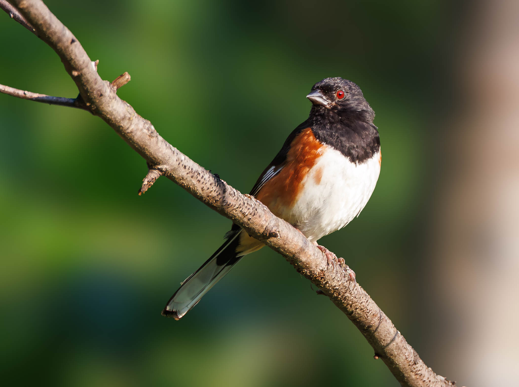 Eastern Towhee