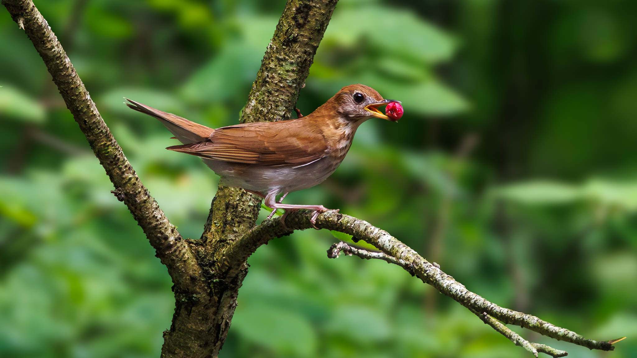 Veery