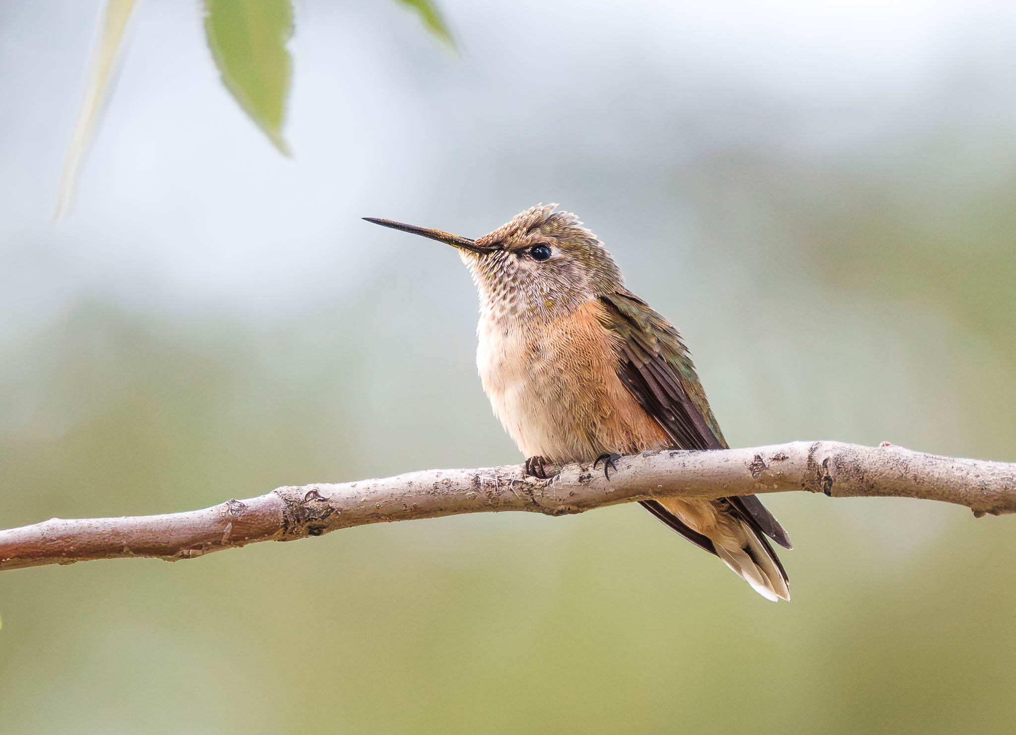 Broad-Tailed Hummingbird