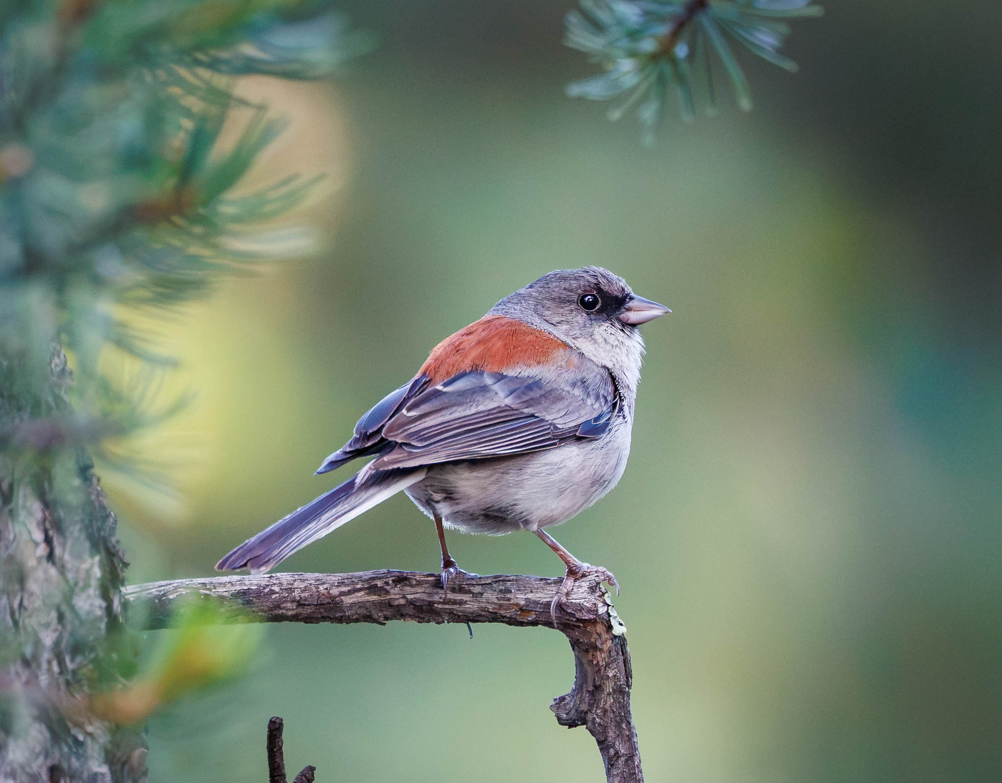 Dark-Eyed Junco