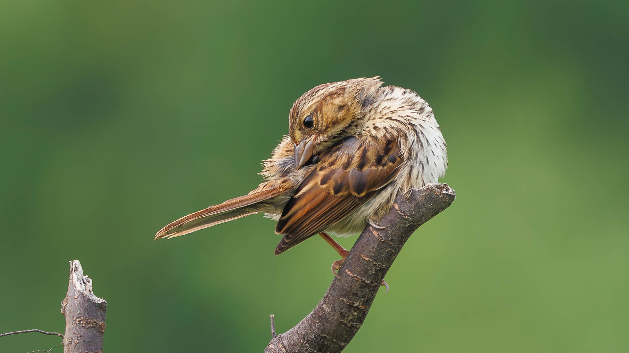 Song Sparrow