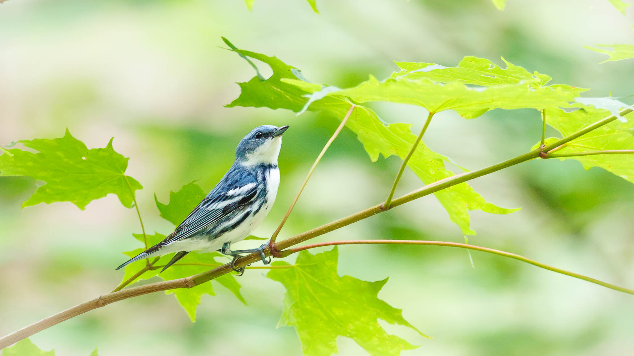 Cerulean Warbler