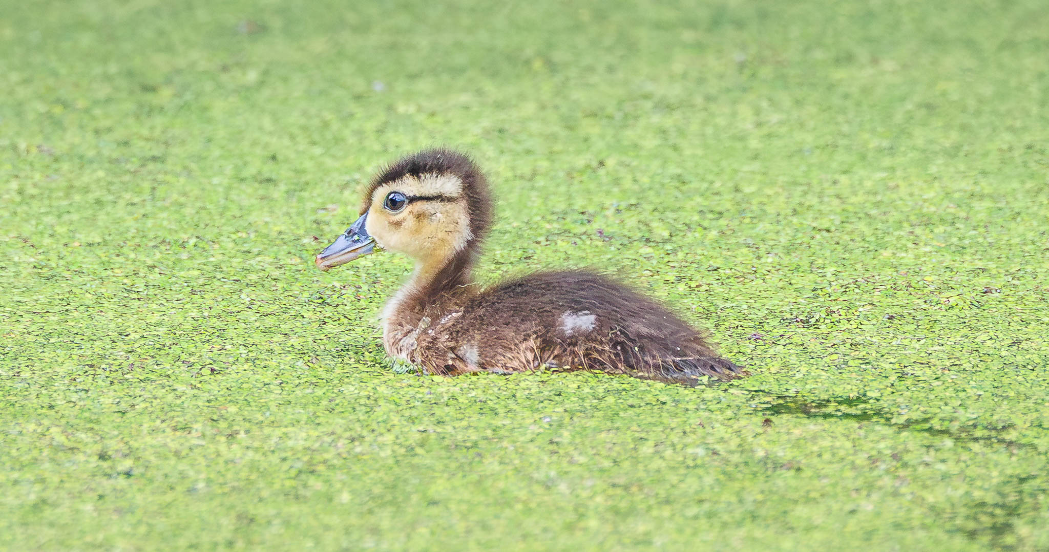 Wood Duck