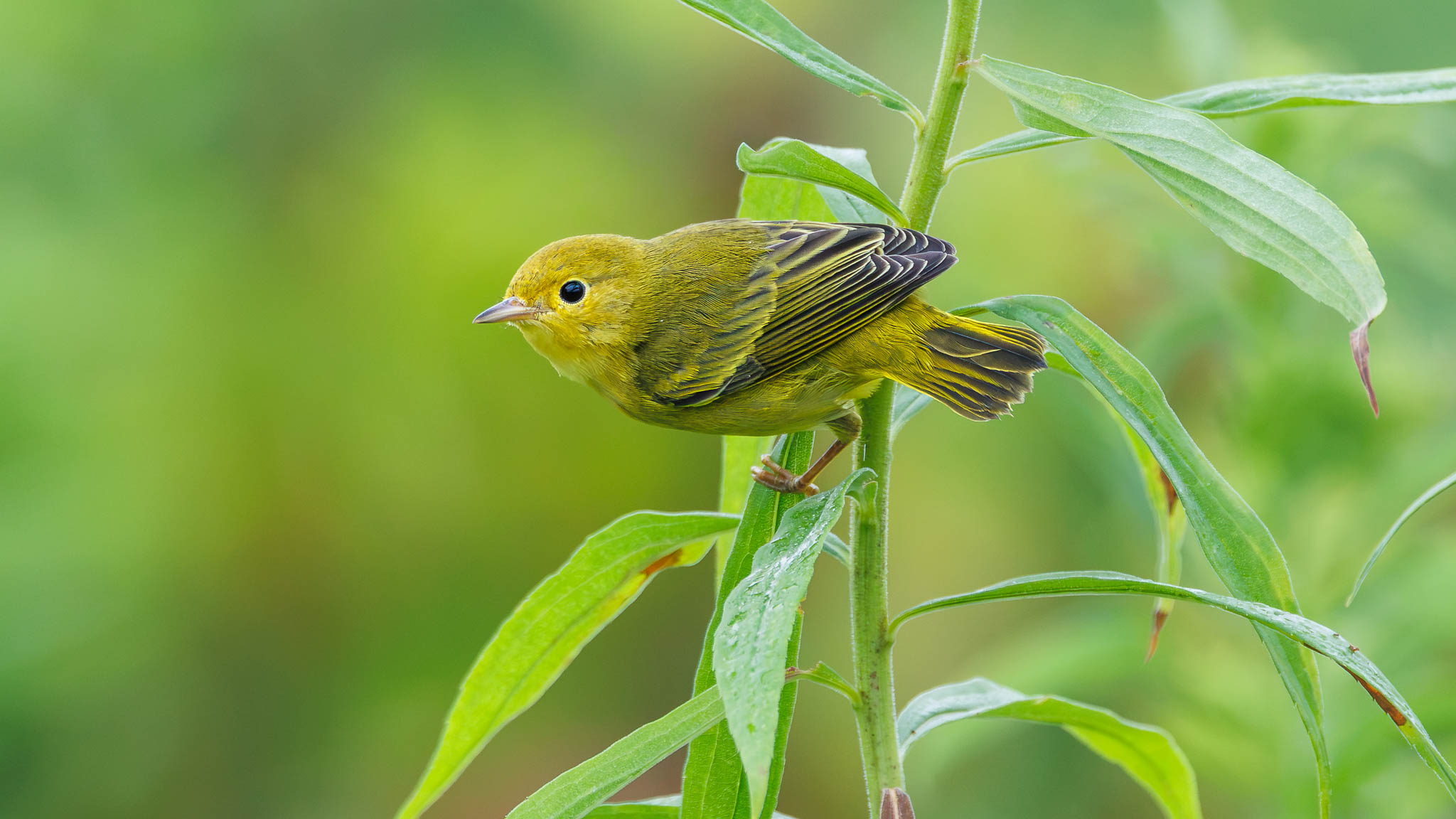 Yellow Warbler