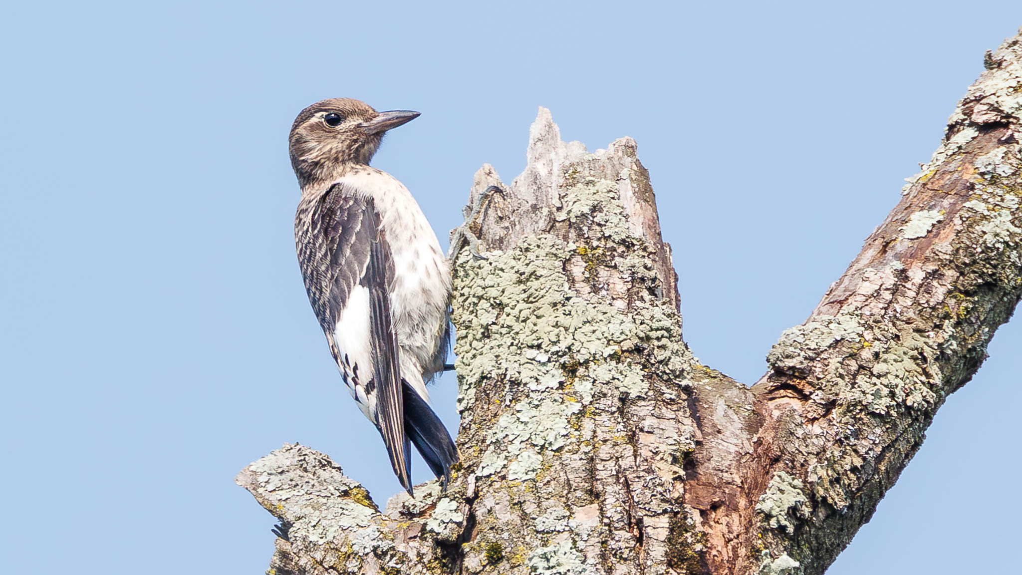 Red-Headed Woodpecker