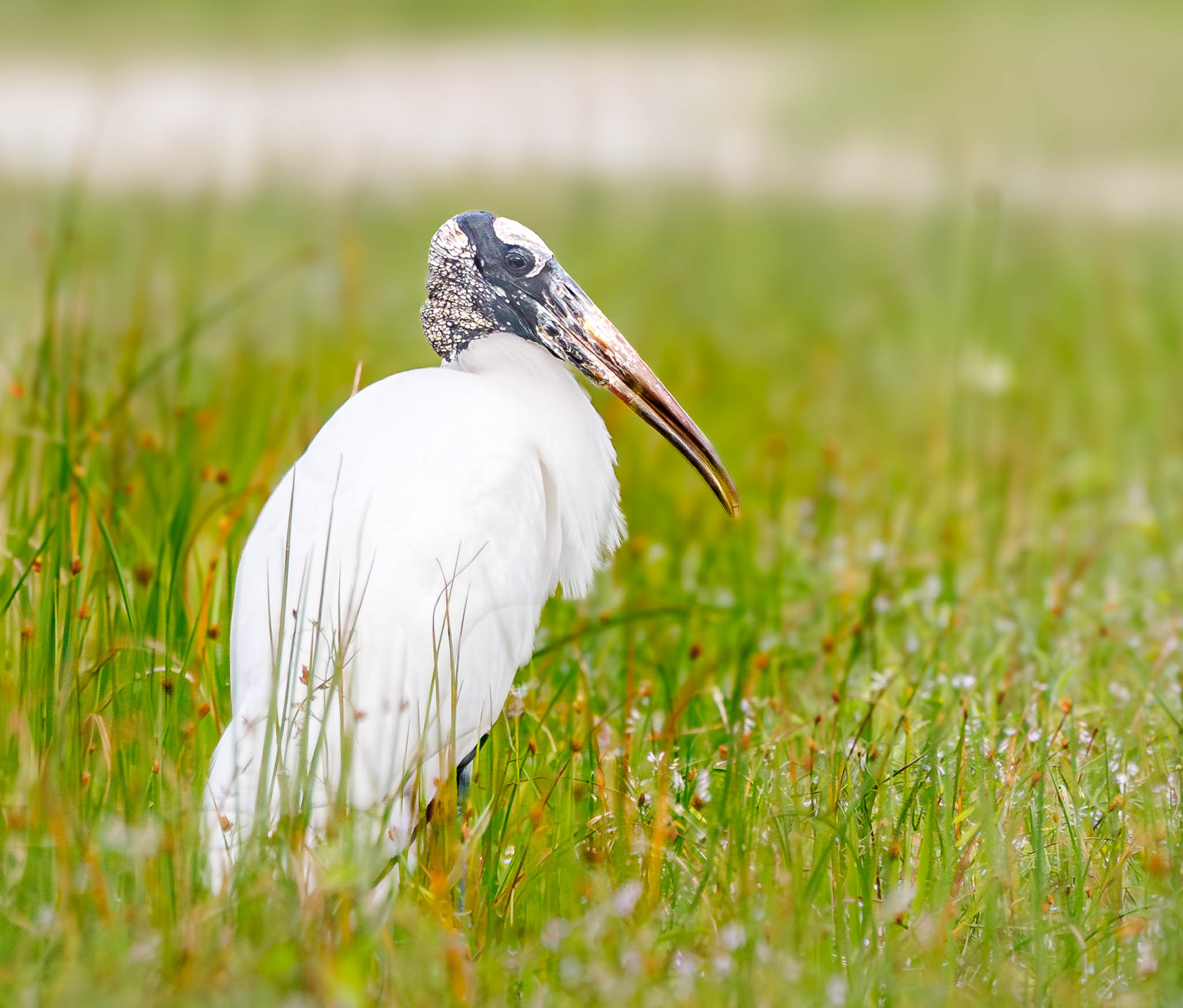 Wood Stork
