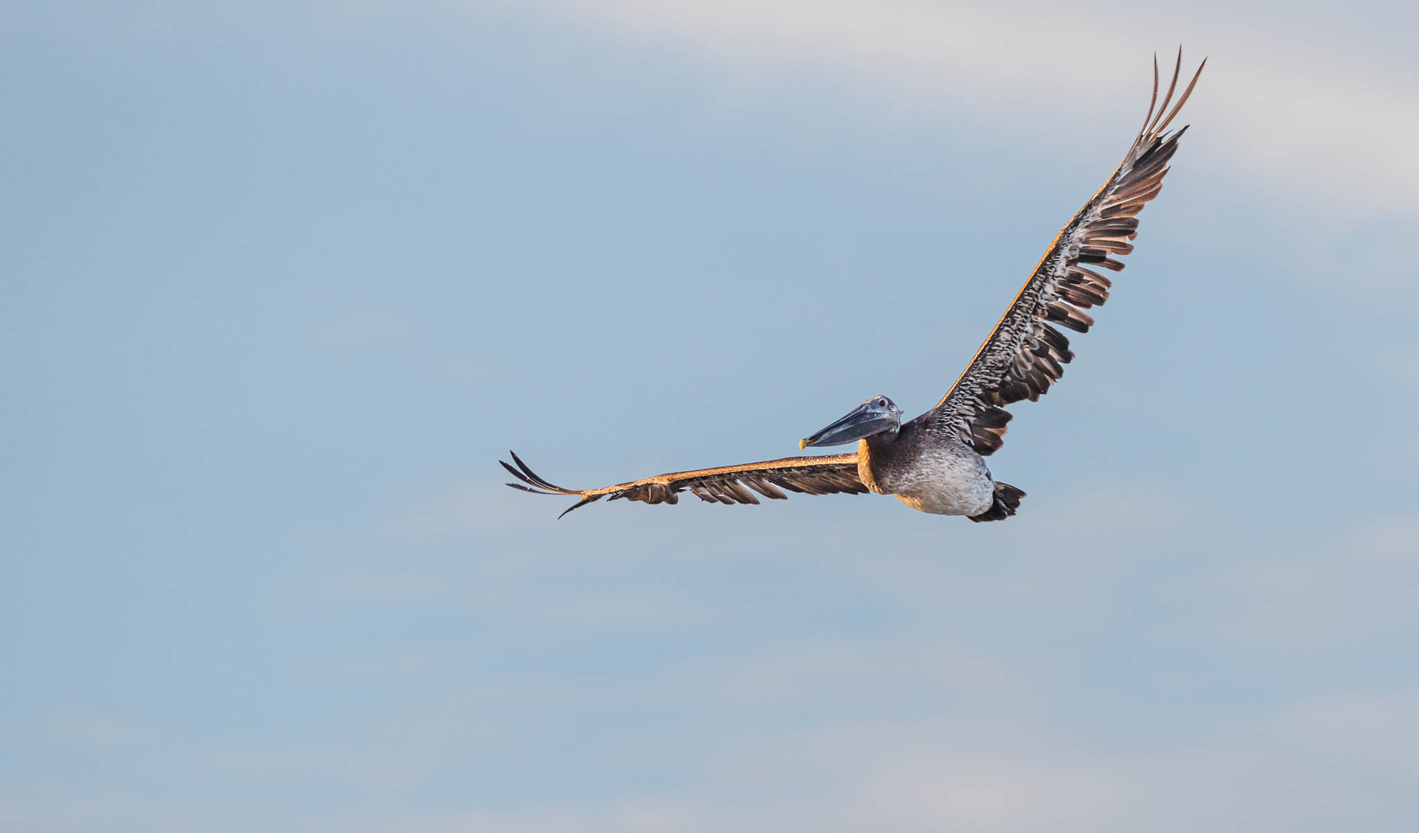 Brown Pelican