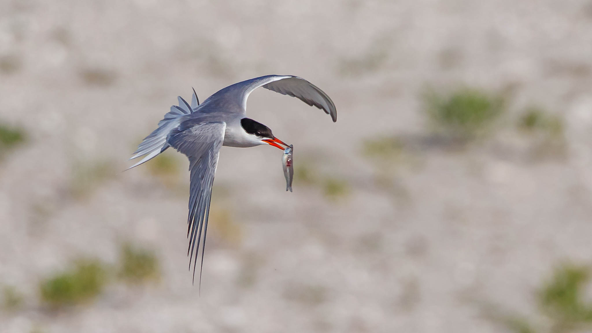 Common Tern