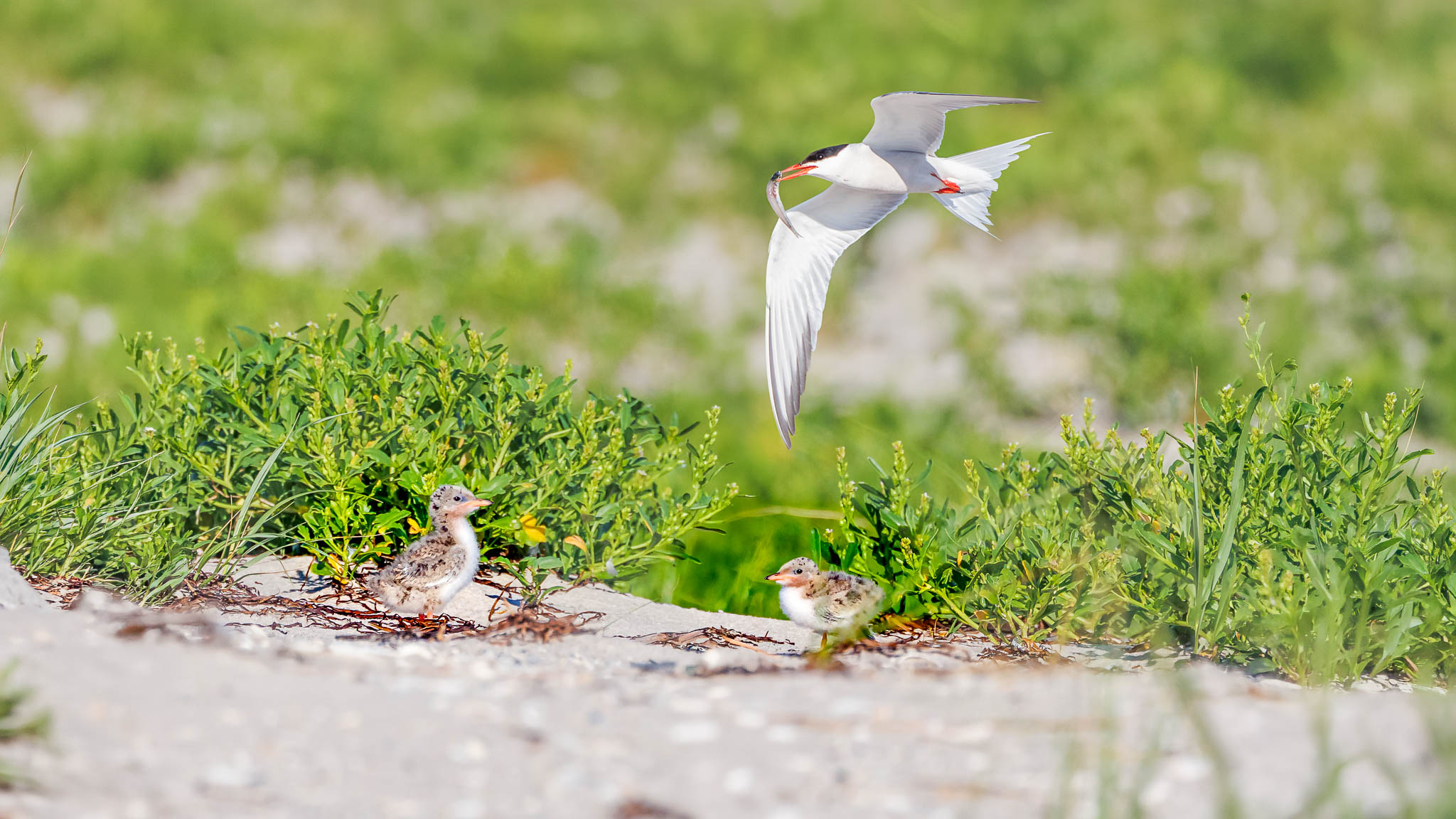 Common Tern