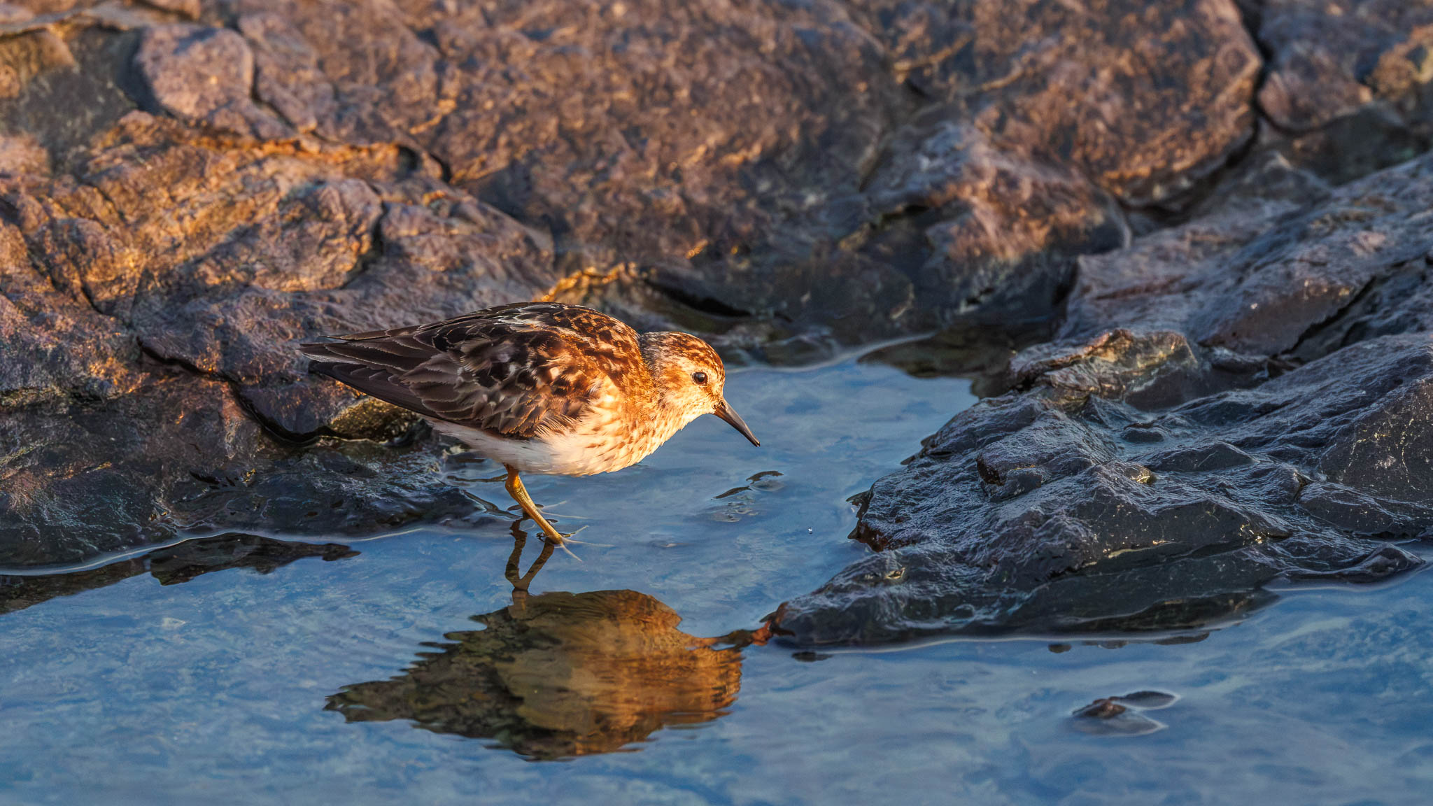 Least Sandpiper