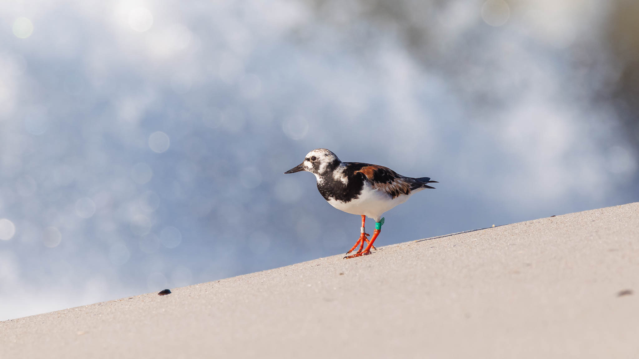 Ruddy Turnstone