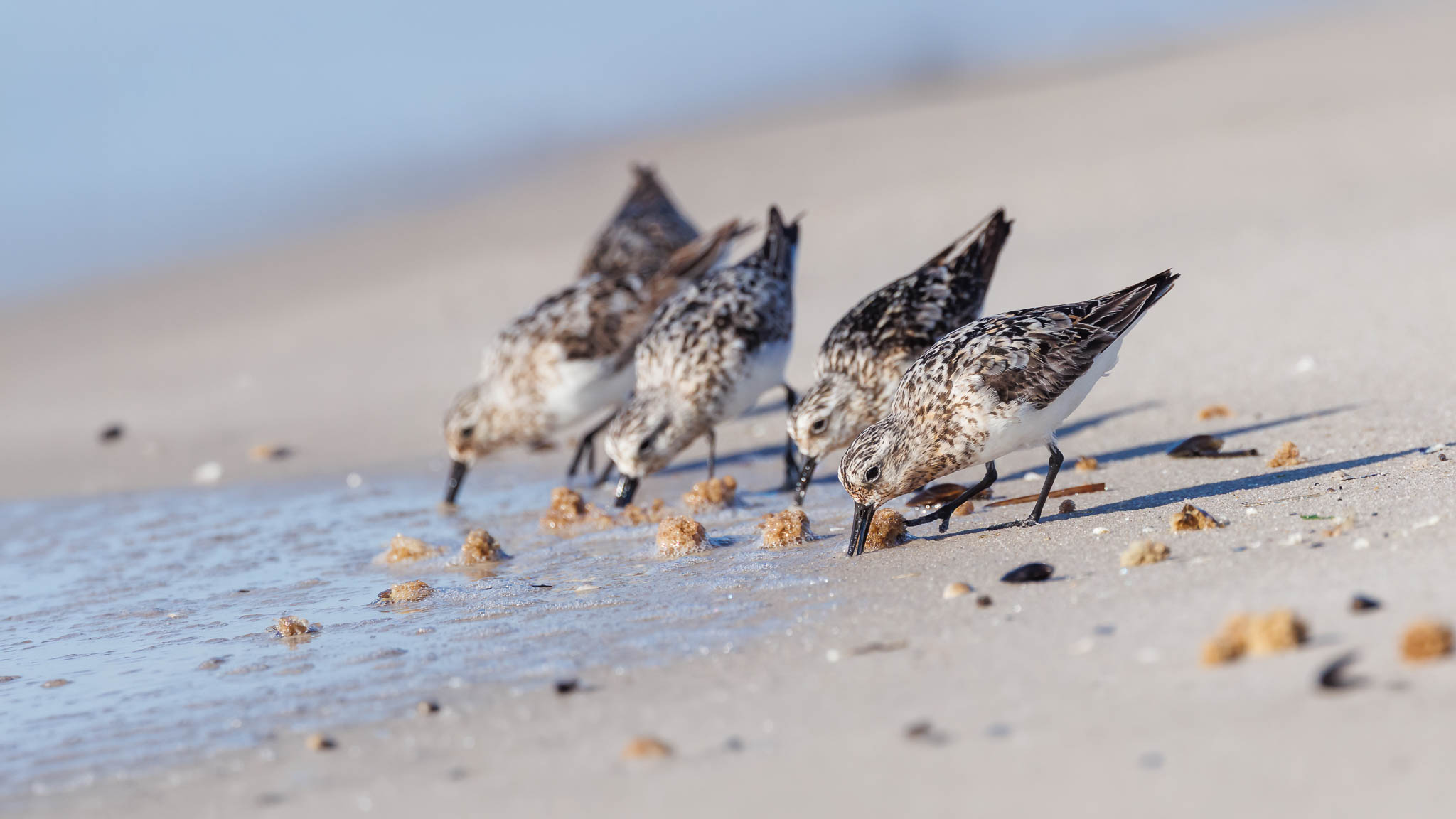 Sanderling