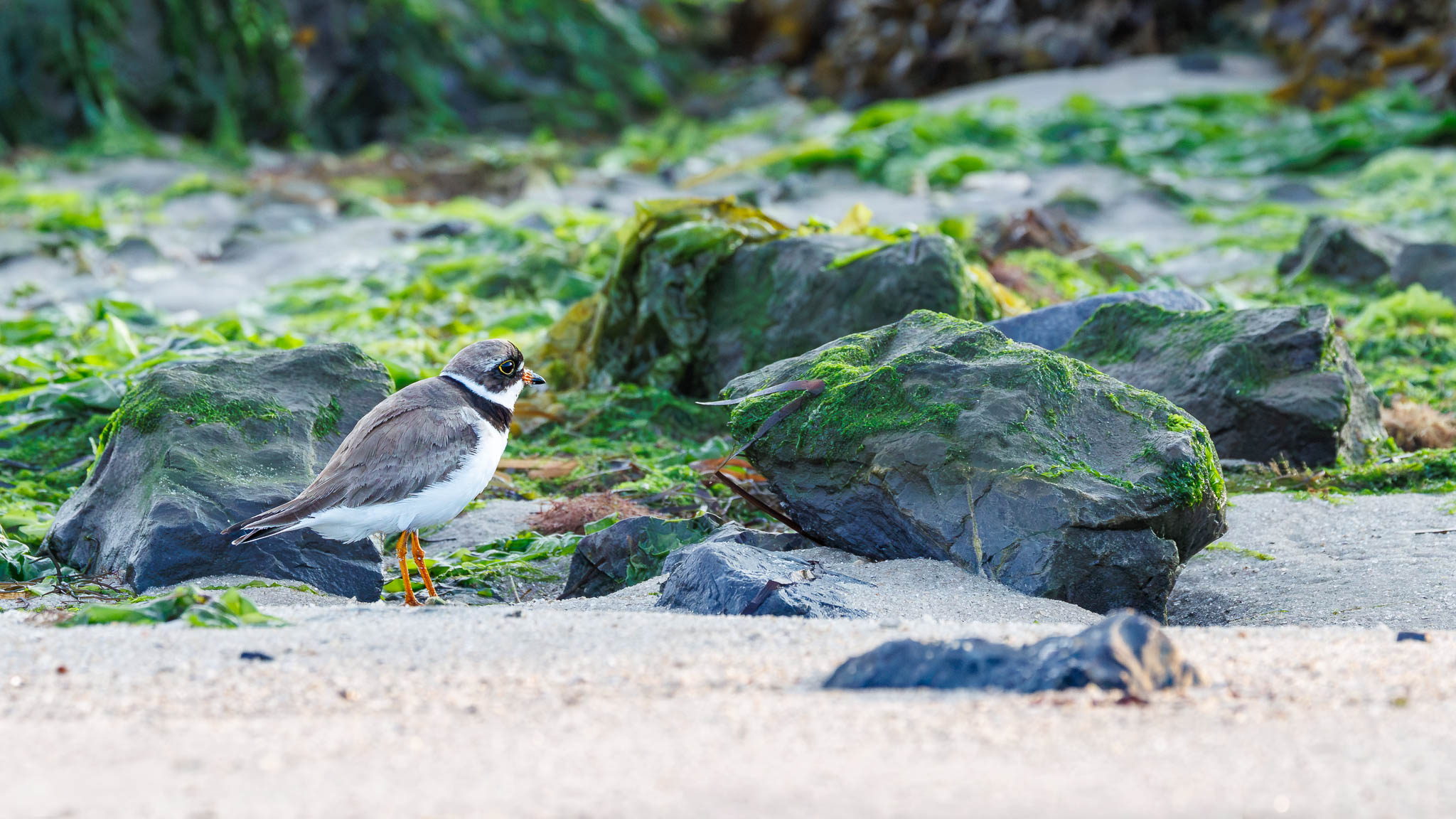 Semipalmated Plover