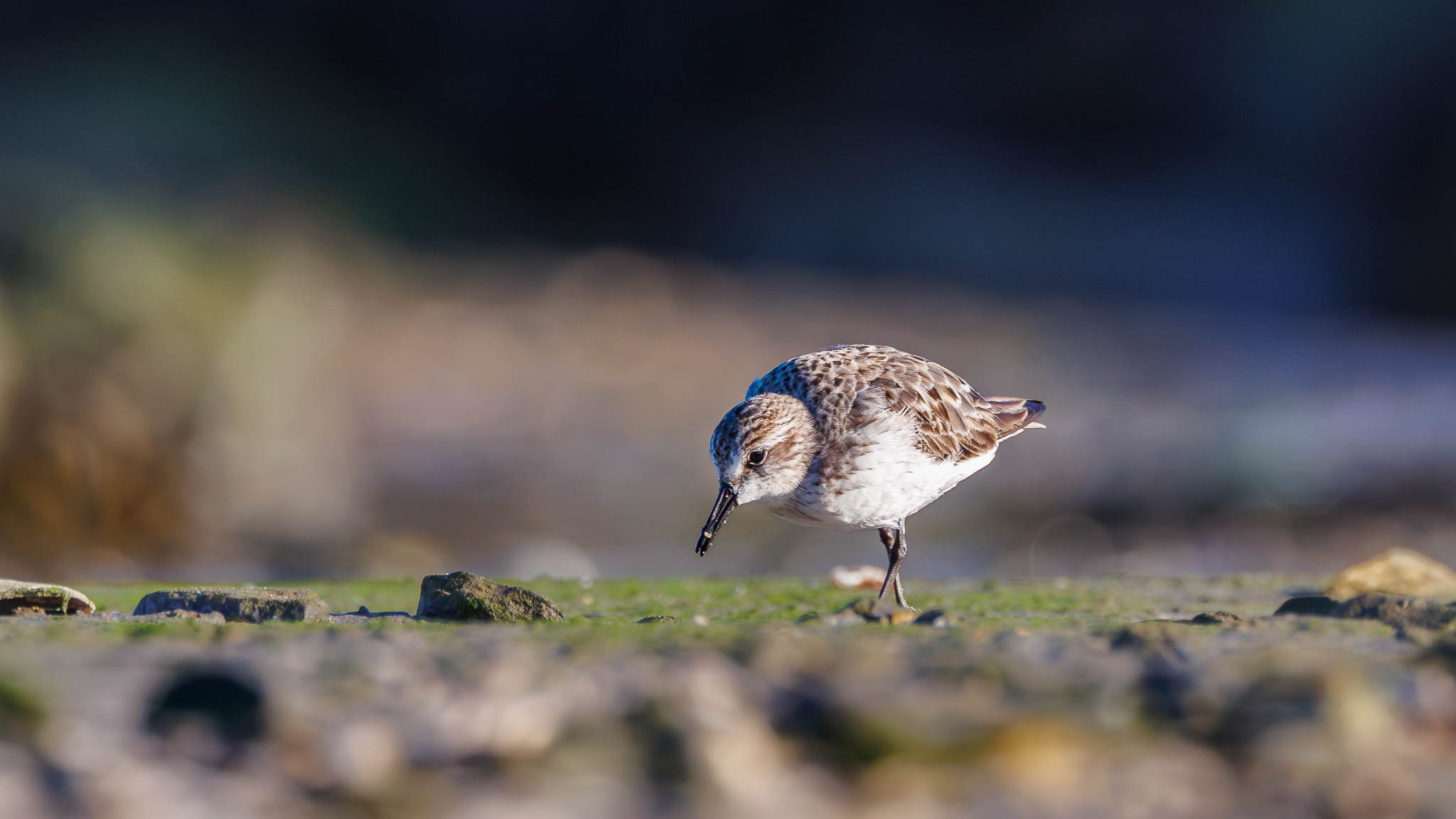 Semipalmated Sandpiper