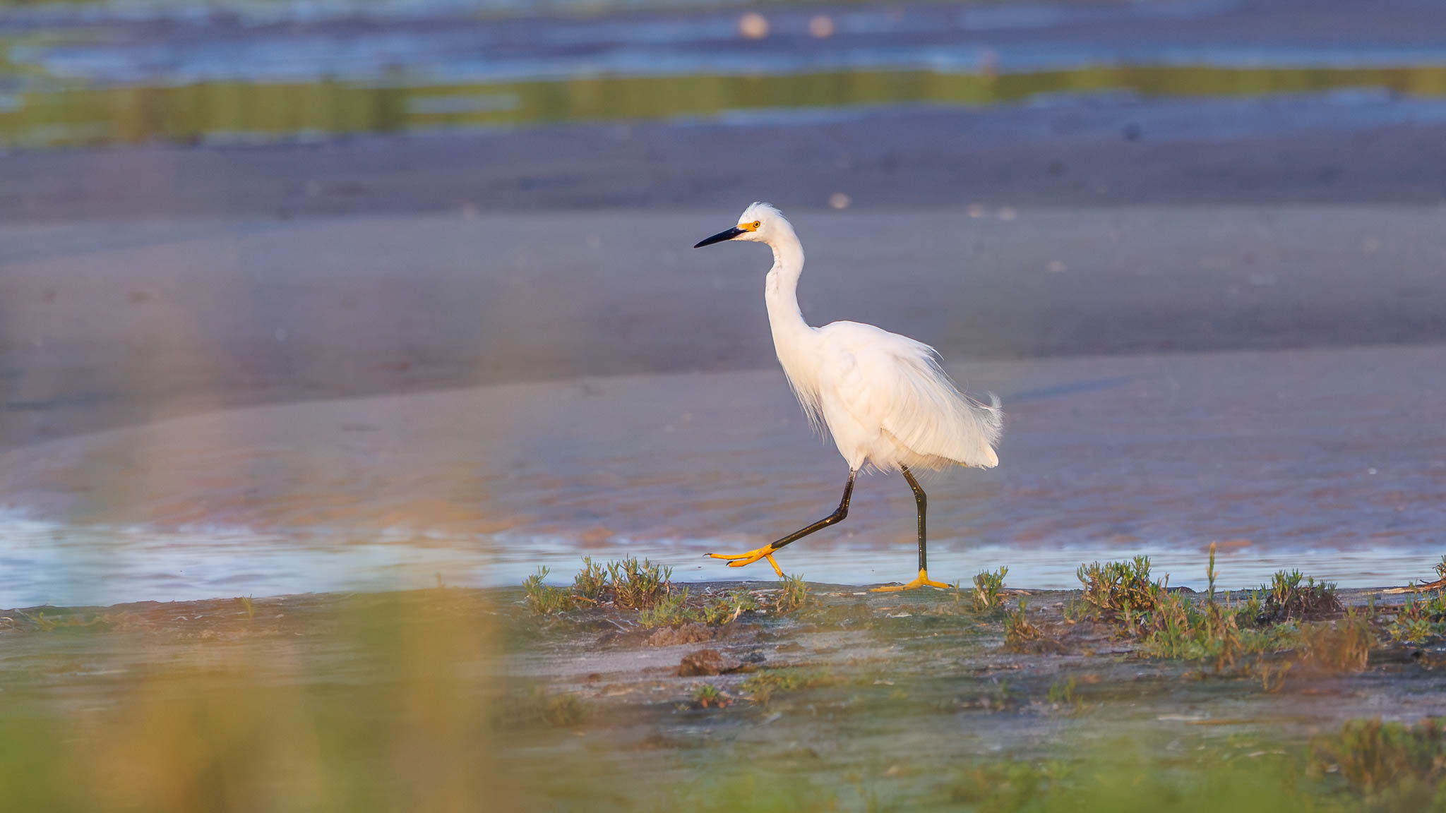 Snowy Egret