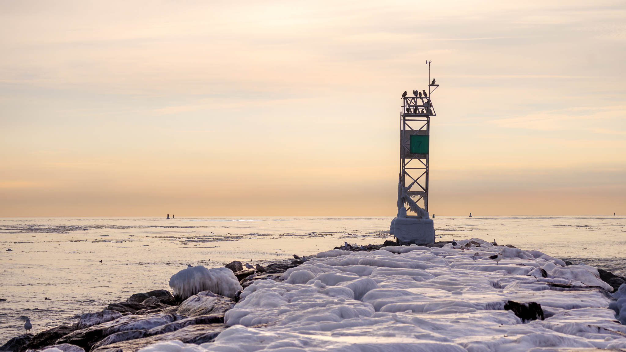 Double-crested Cormorant