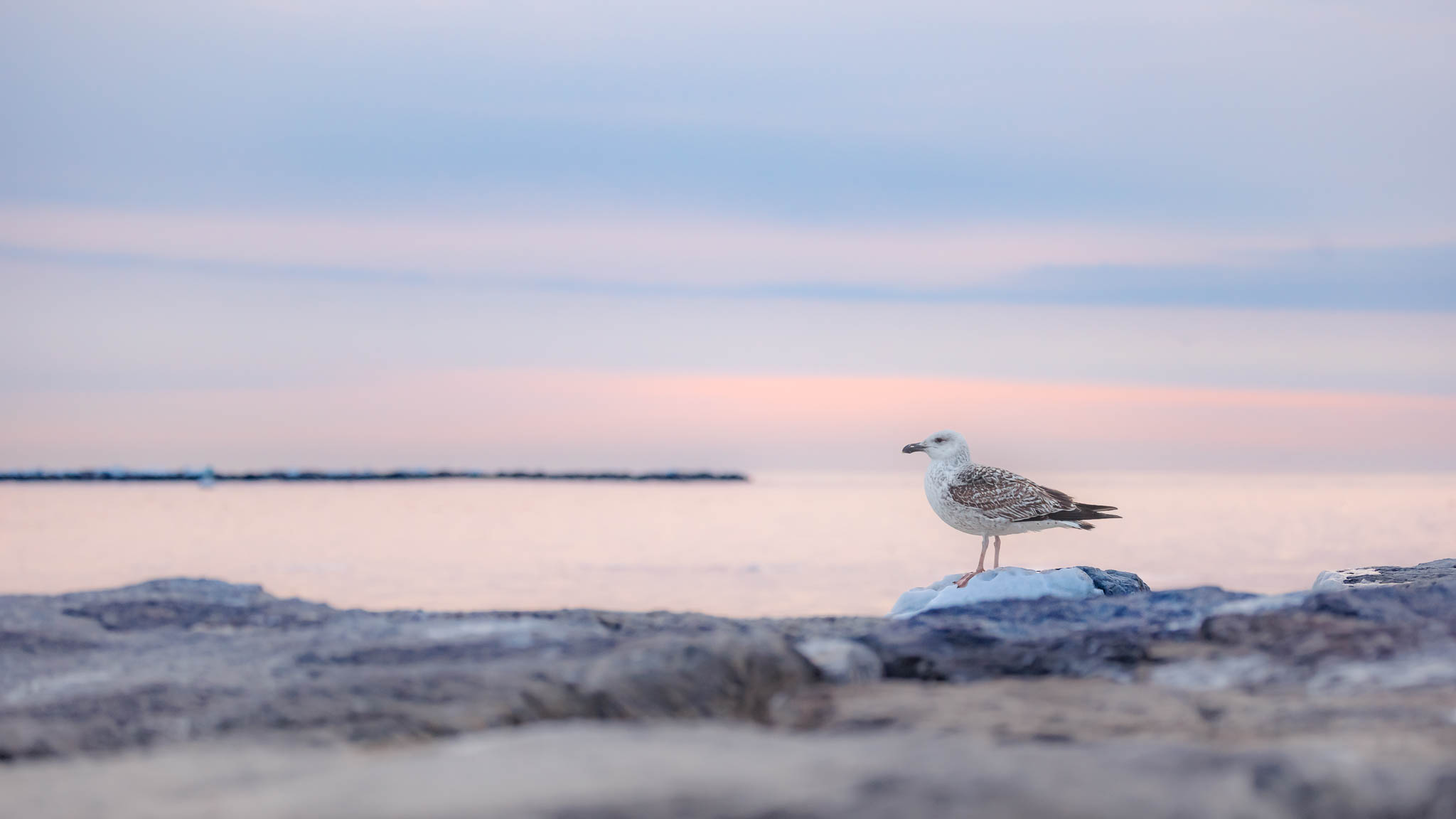 Great Black-backed Gull