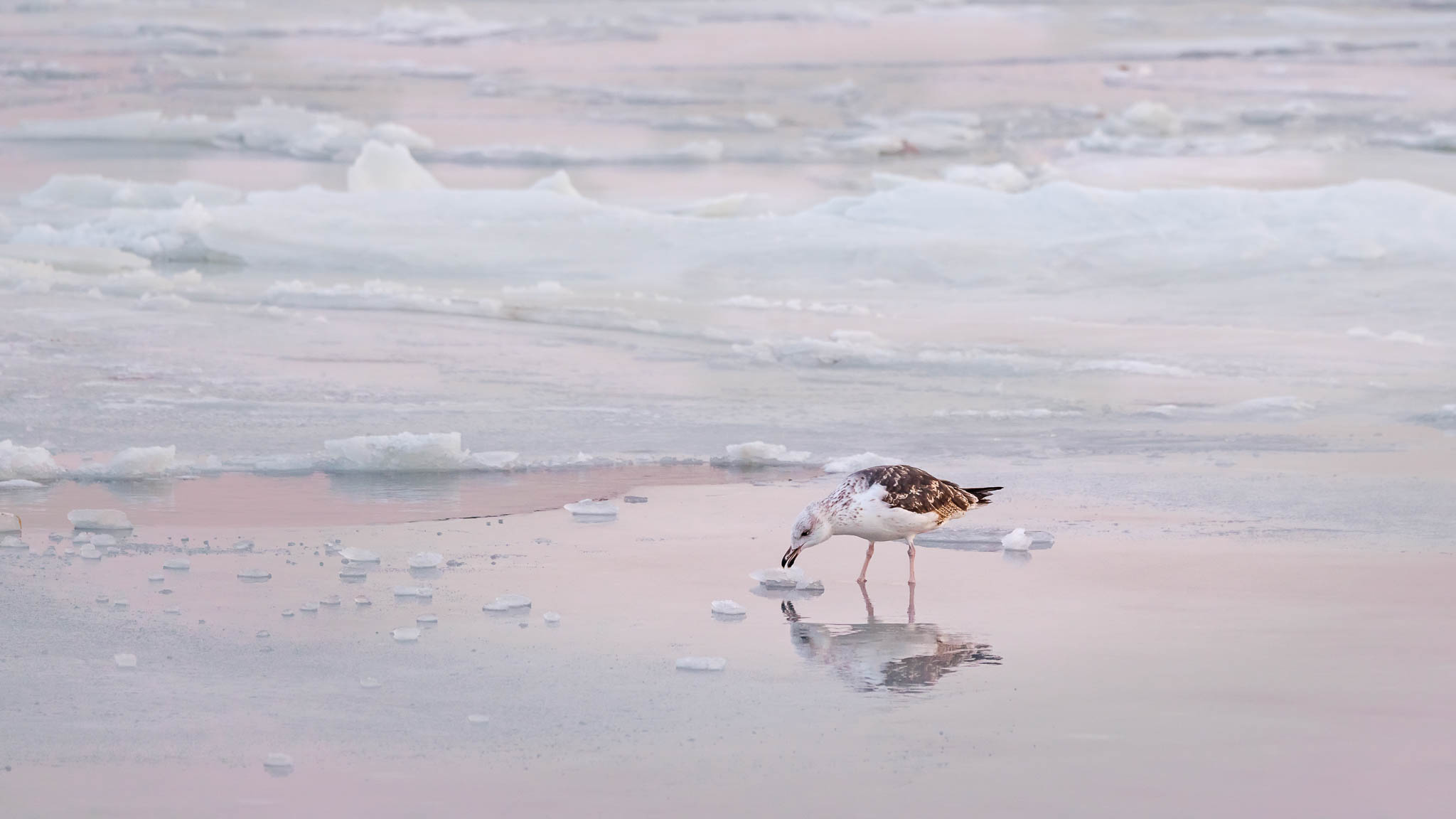 Great Black-backed Gull
