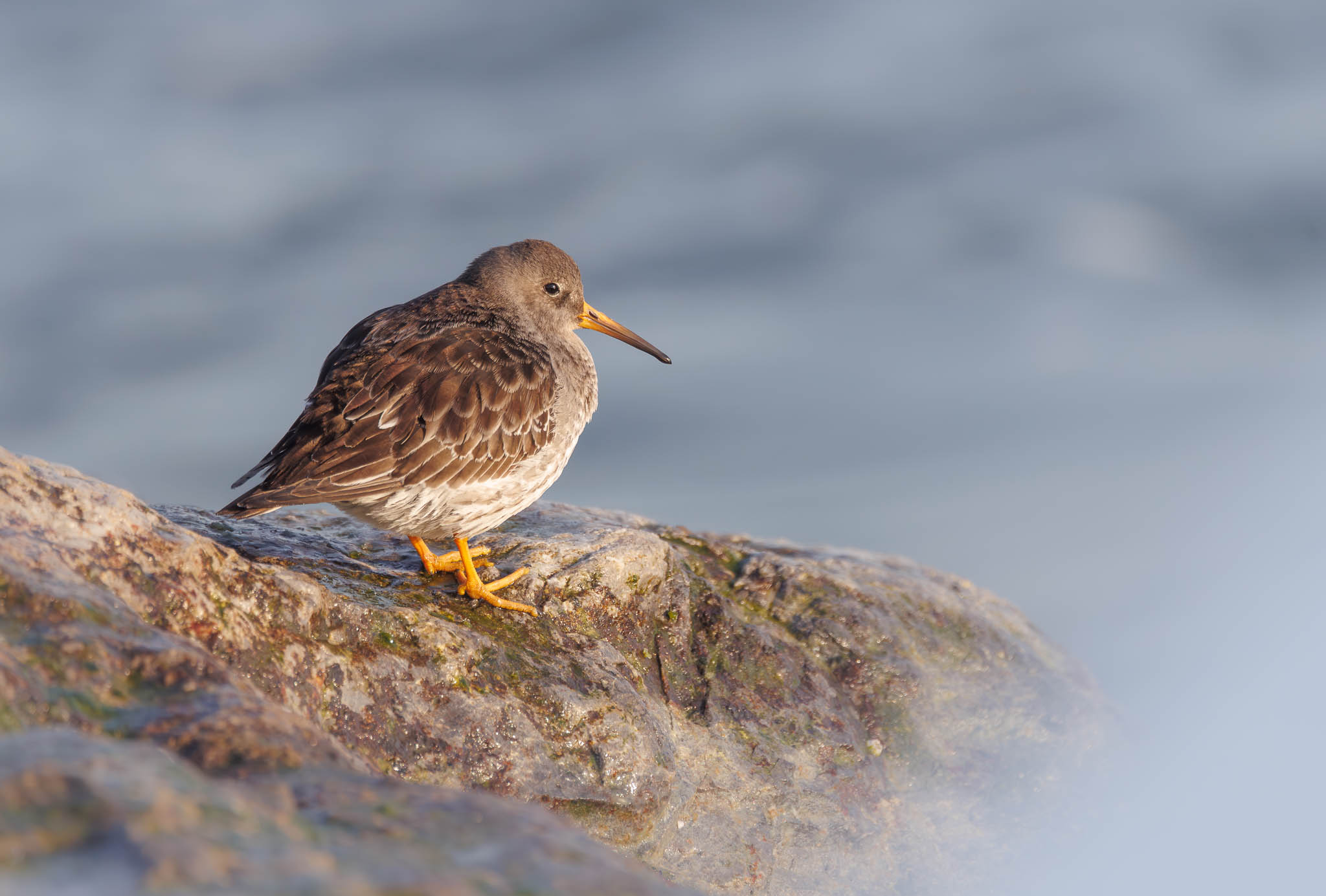Purple Sandpiper