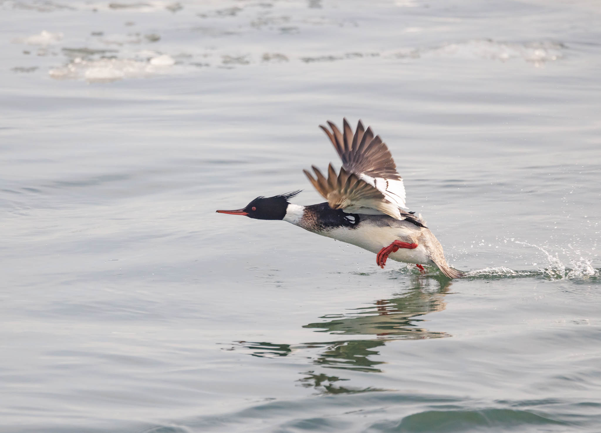Red-breasted Merganser