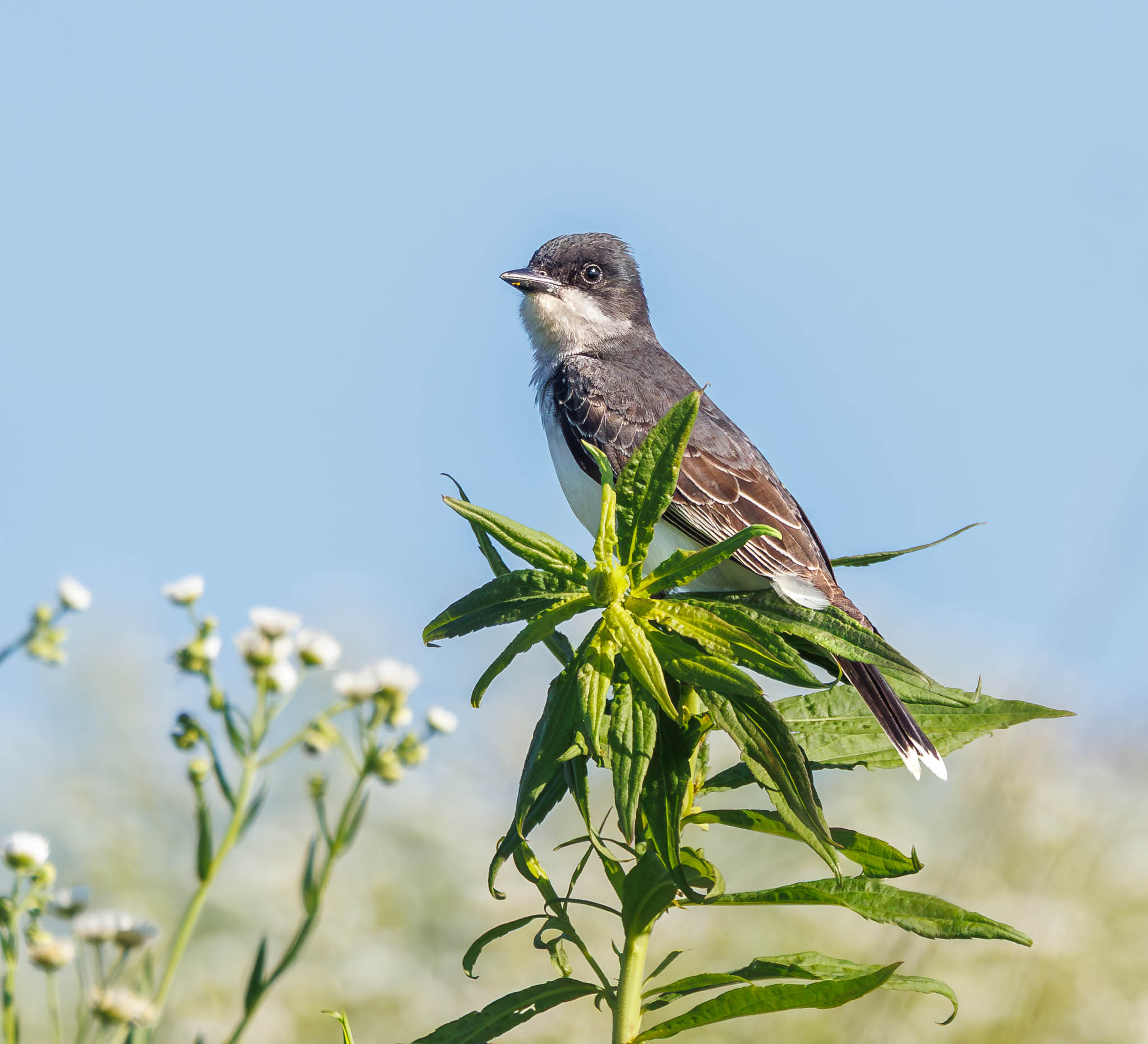 Eastern Kingbird