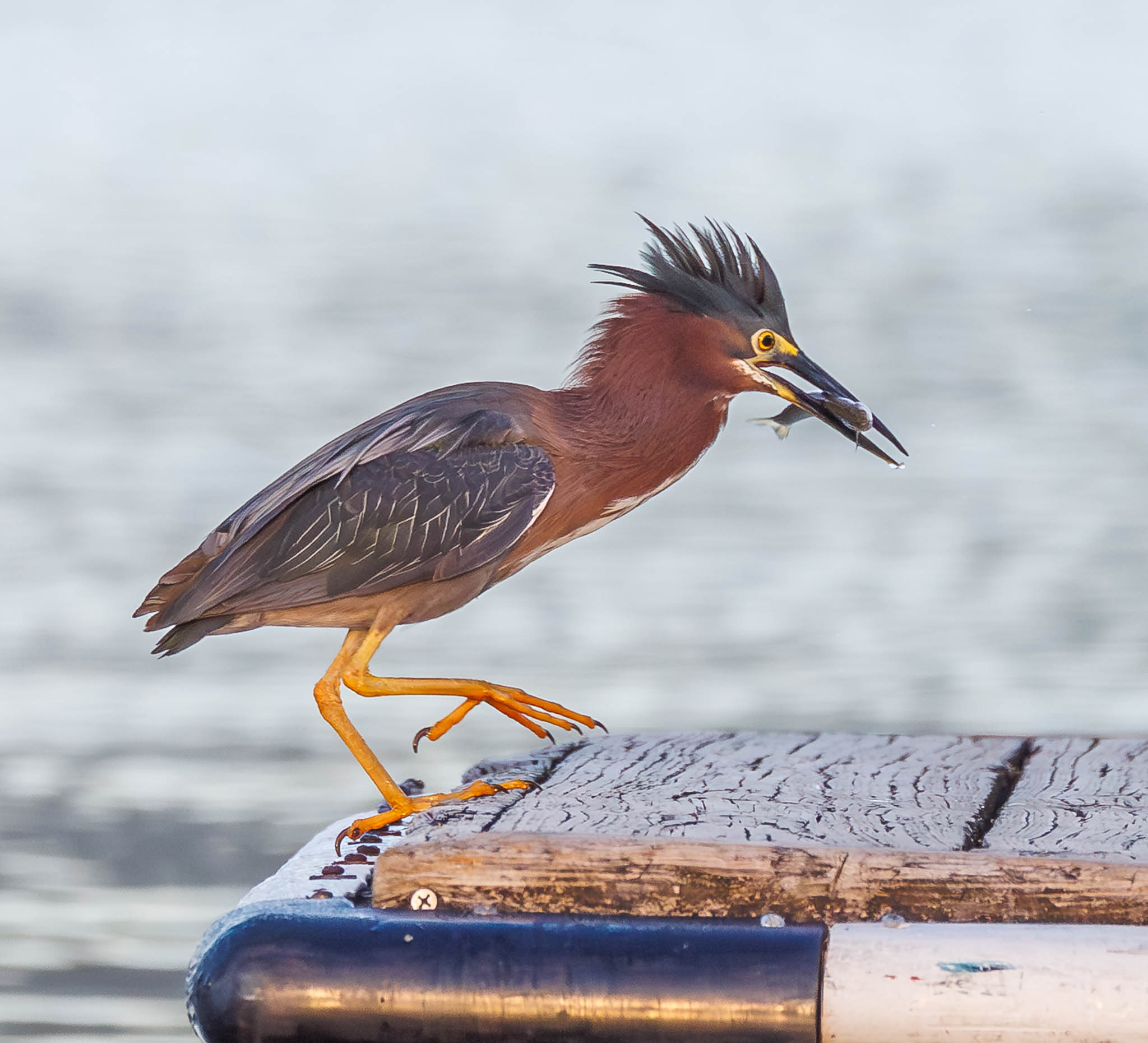 Green Heron