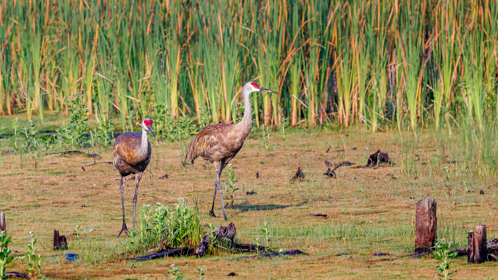 Sandhill Crane